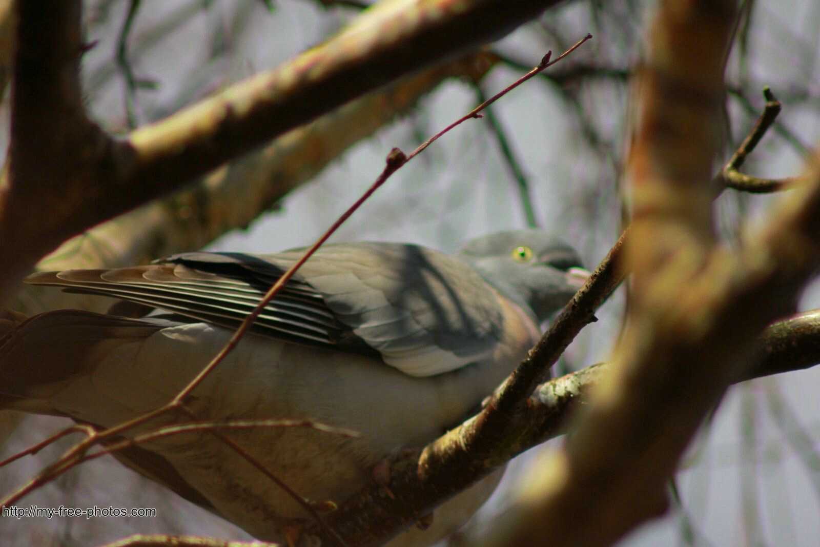 Dove of Pellworm
