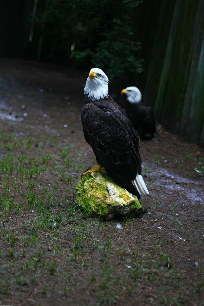 Florida,Bald eagle
