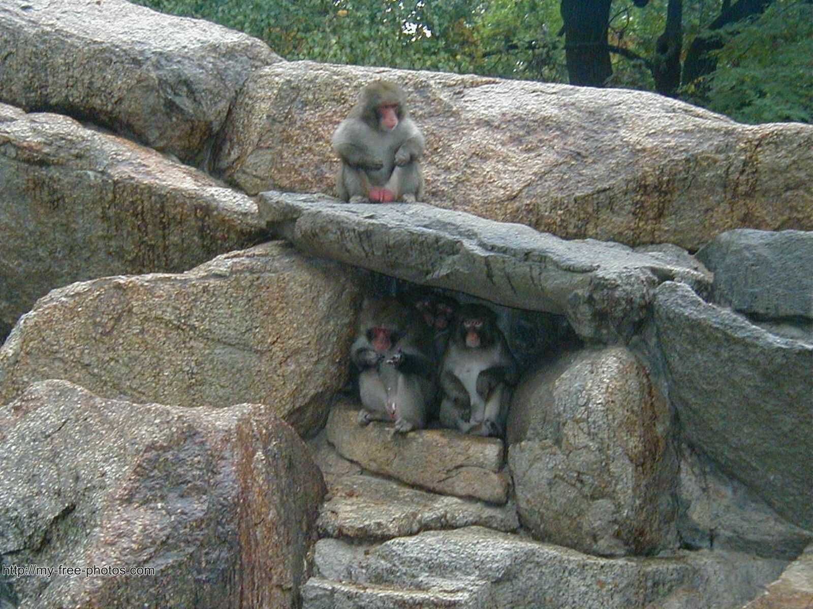 Monkey