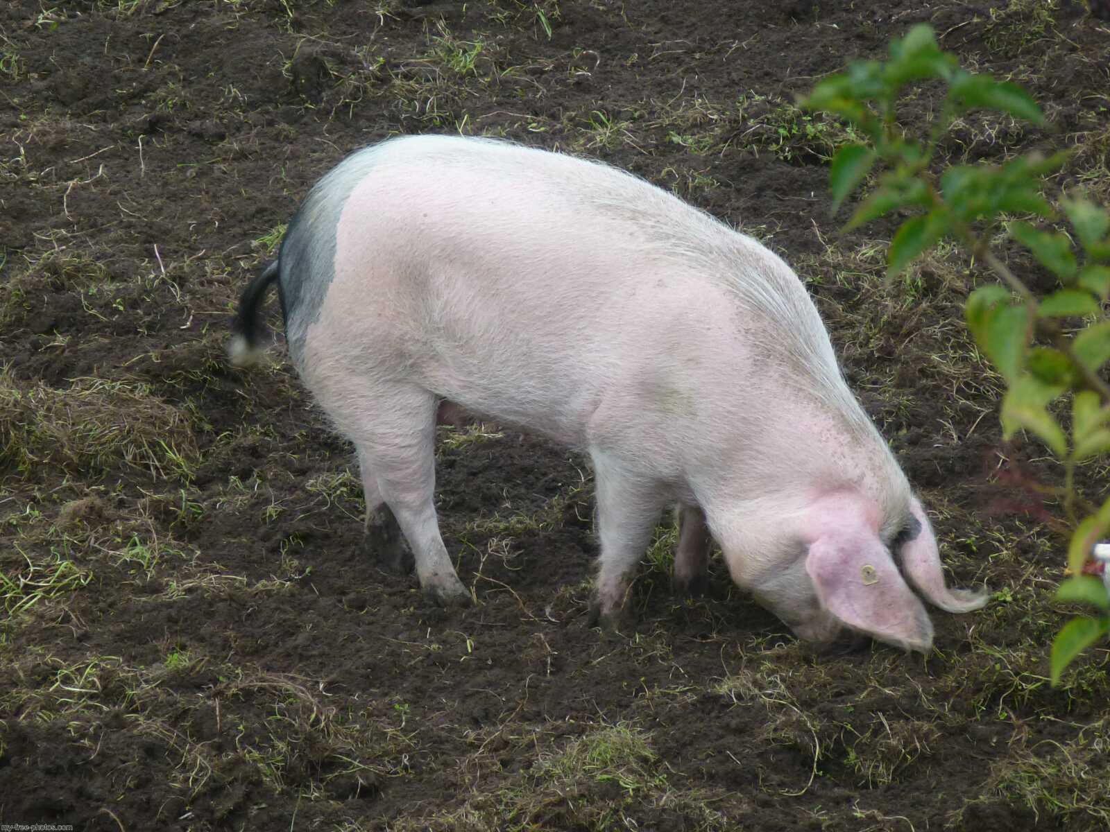 Pig