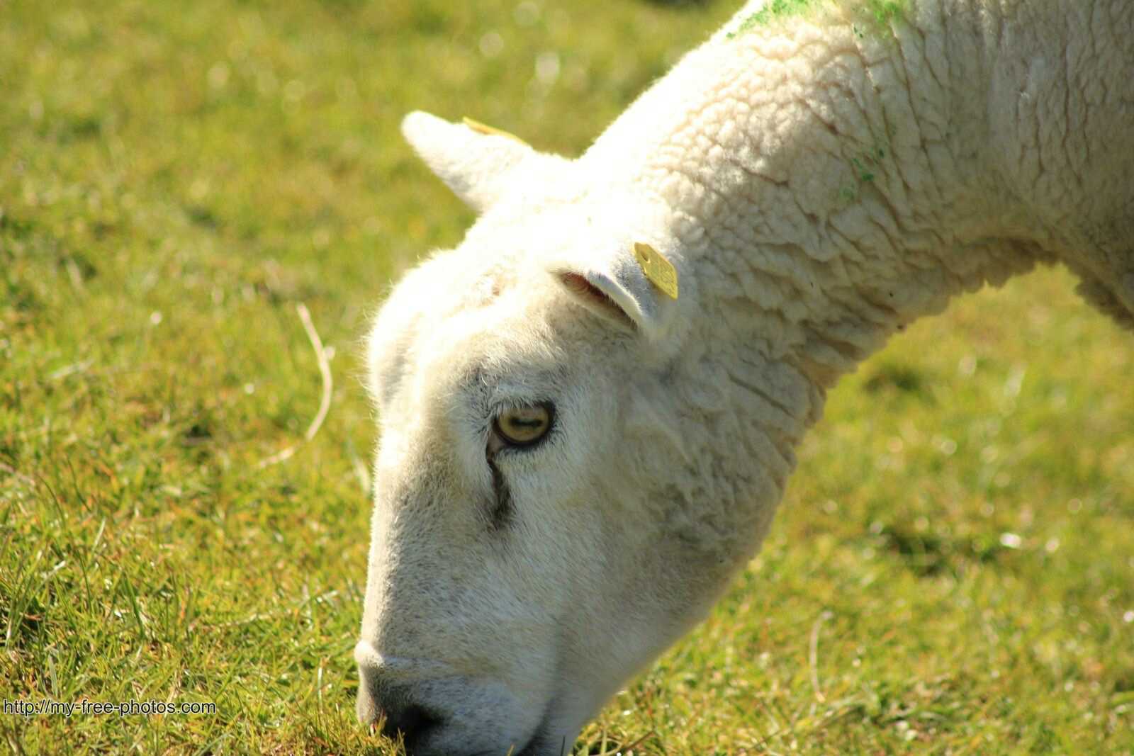 profile sheep