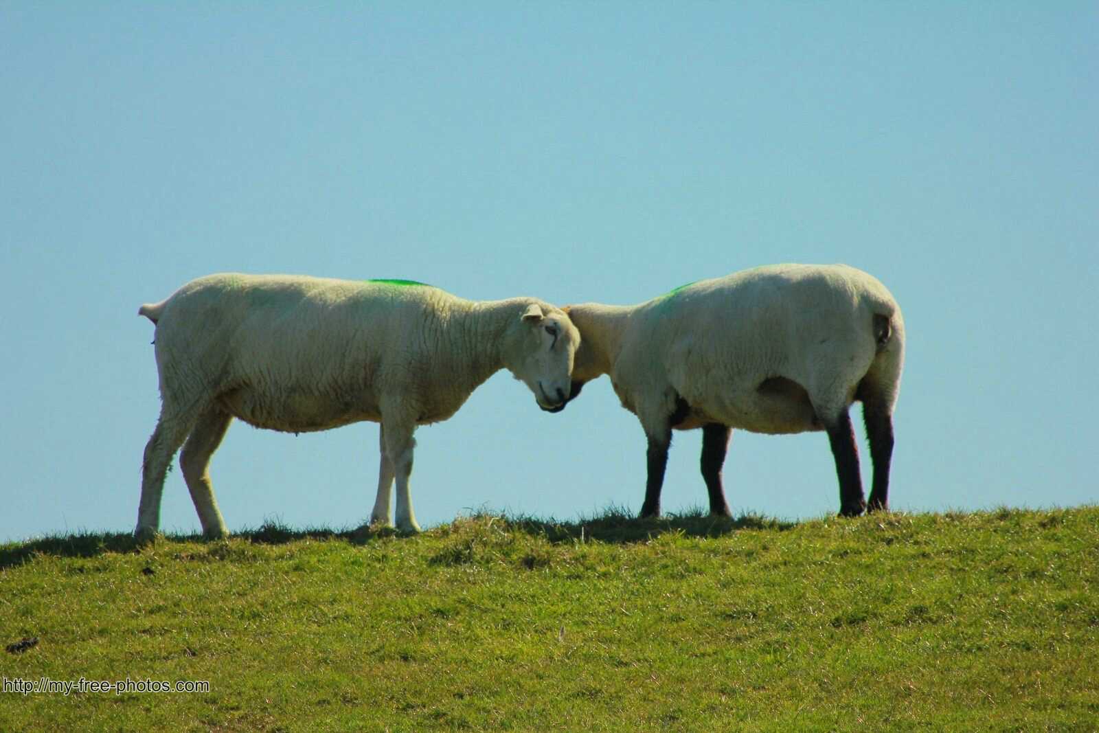2 lambs playing