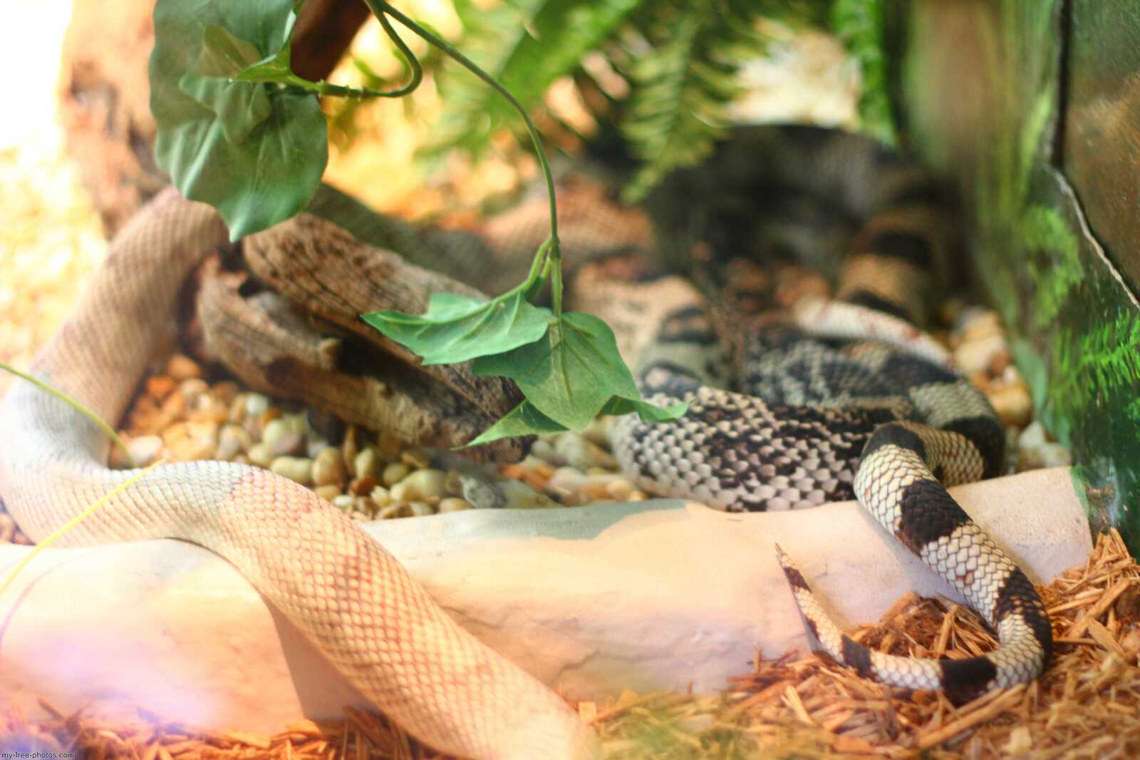 King snake