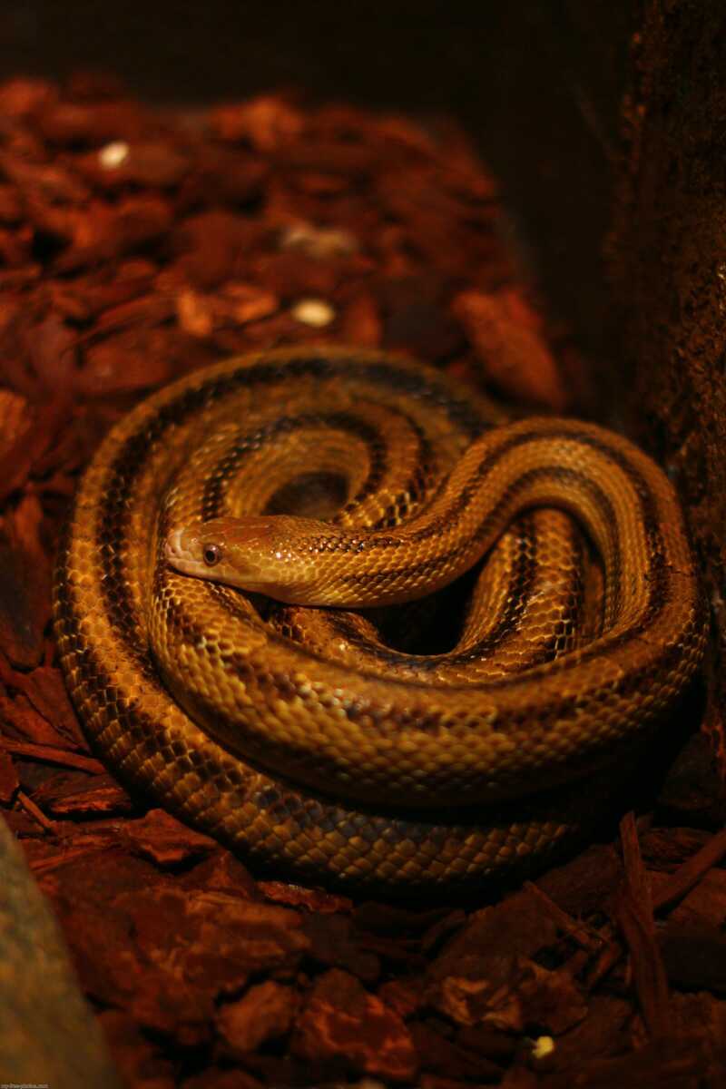  brown snake