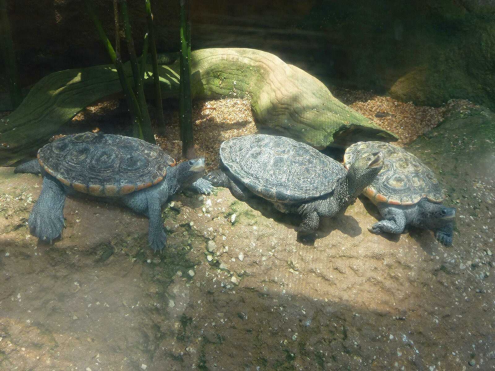 3 turtles