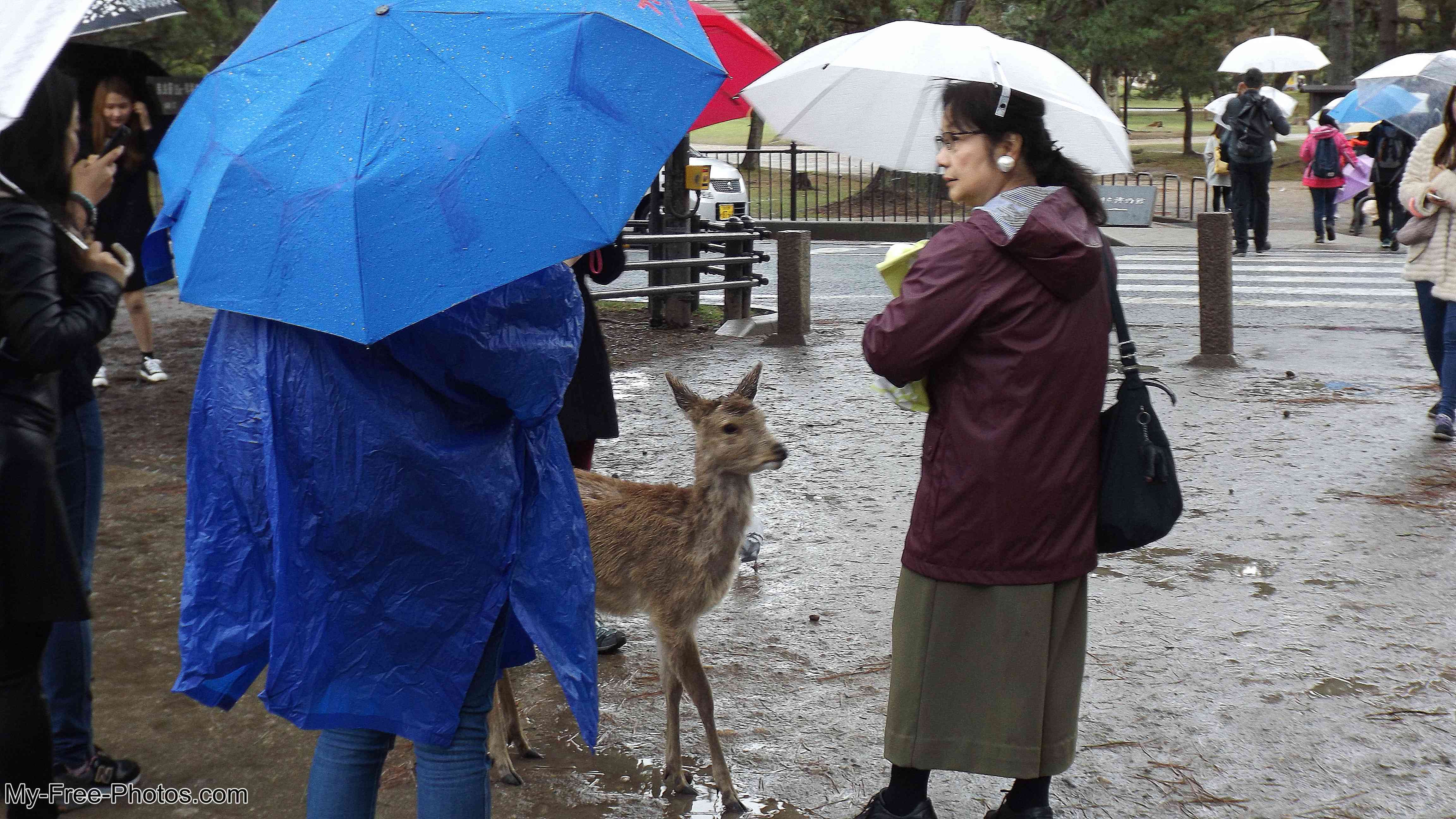  Deer in Nara