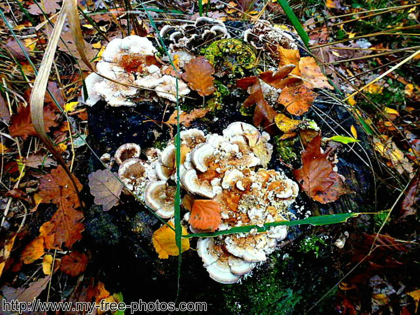  Mushroom with leaves