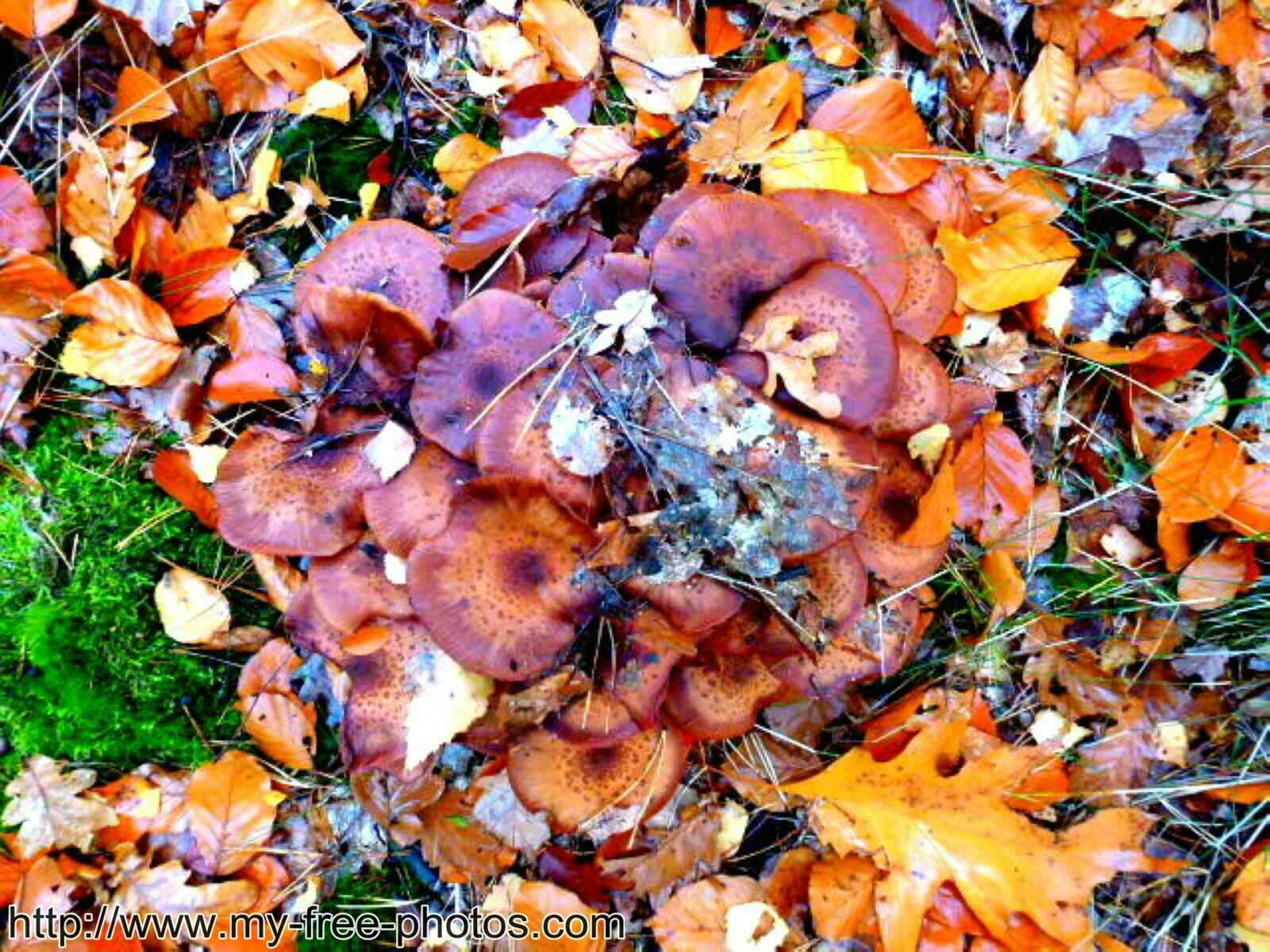 Mushroom