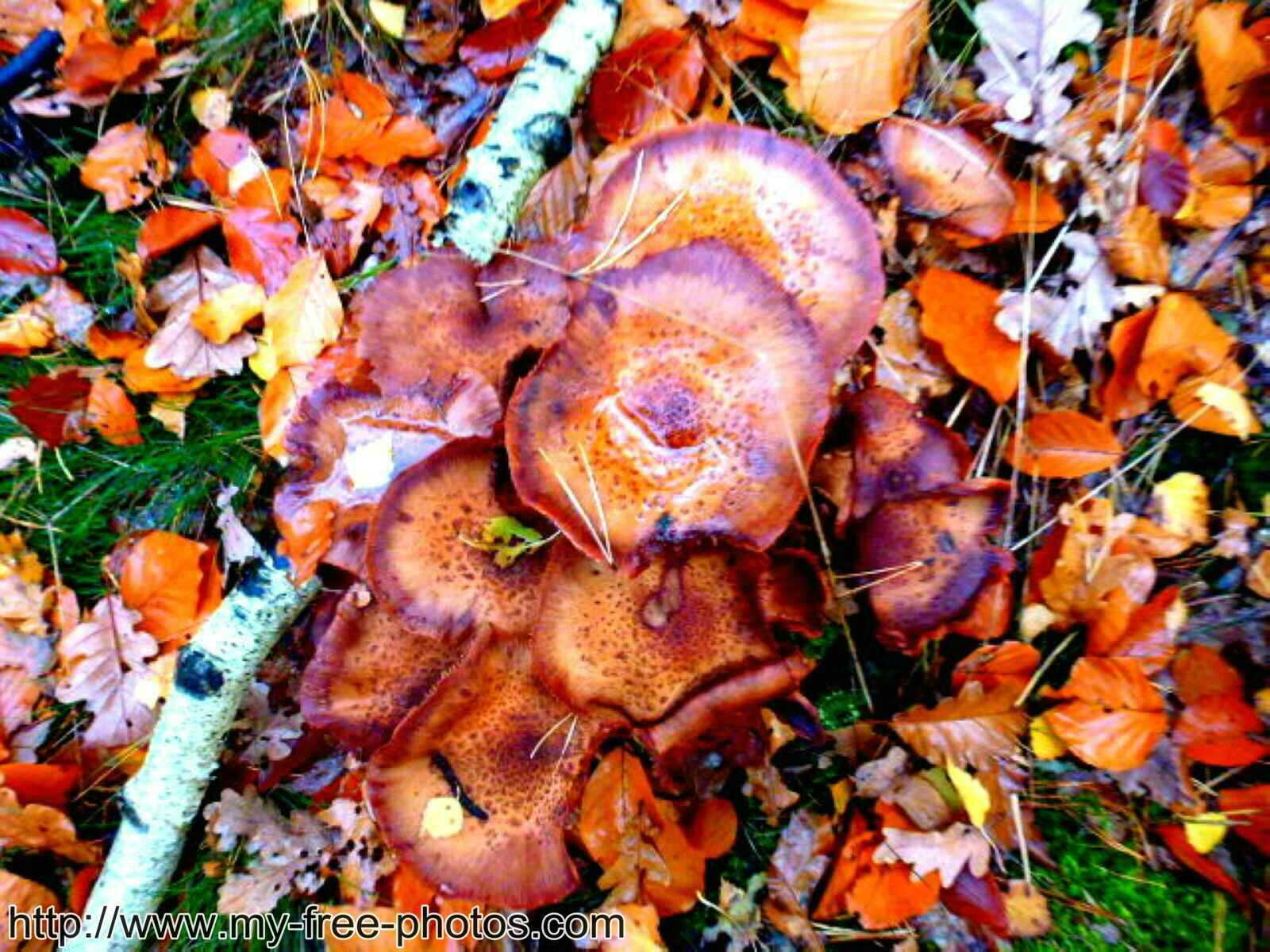 Mushroom