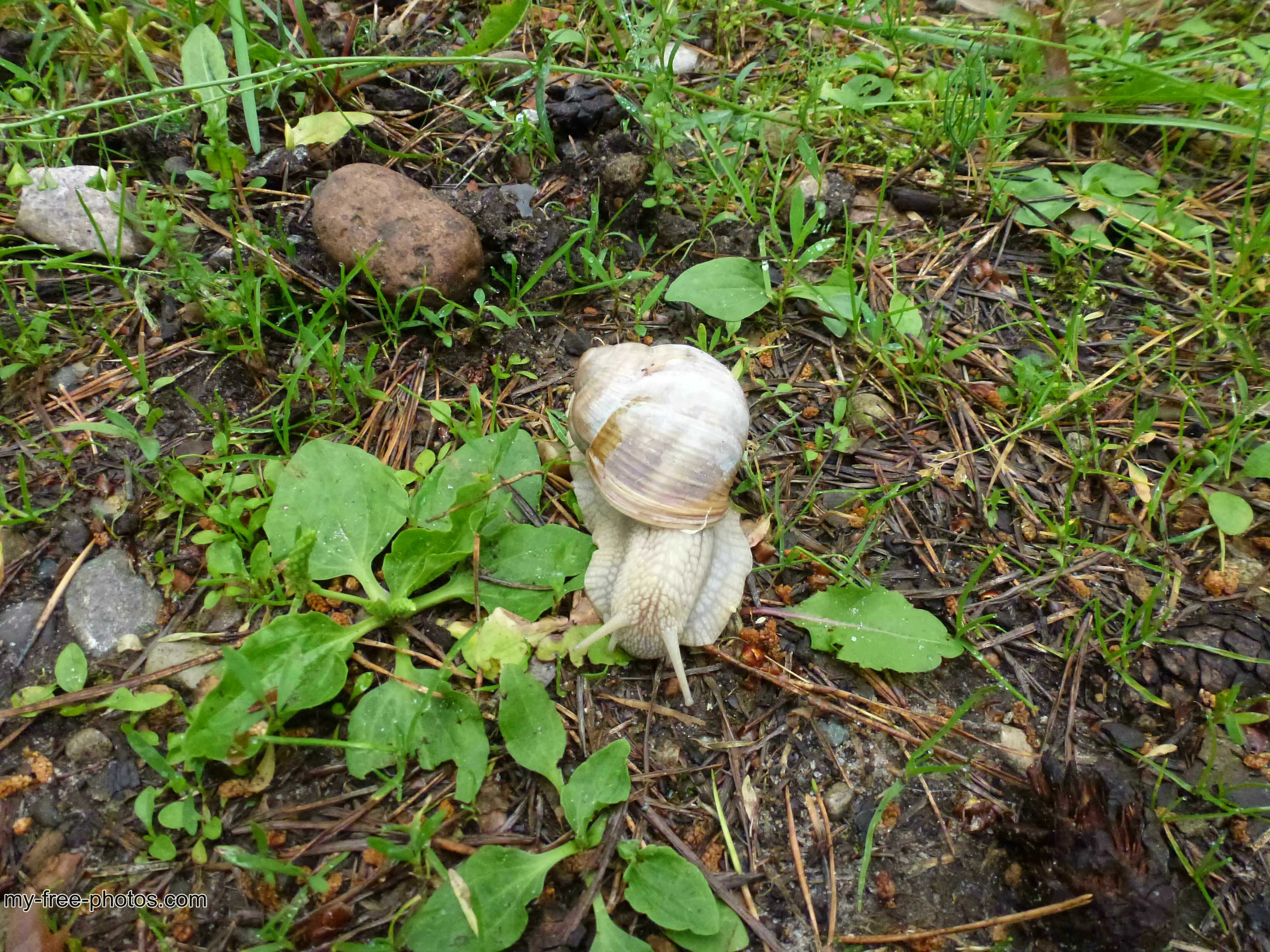 Green Gill,mushroom