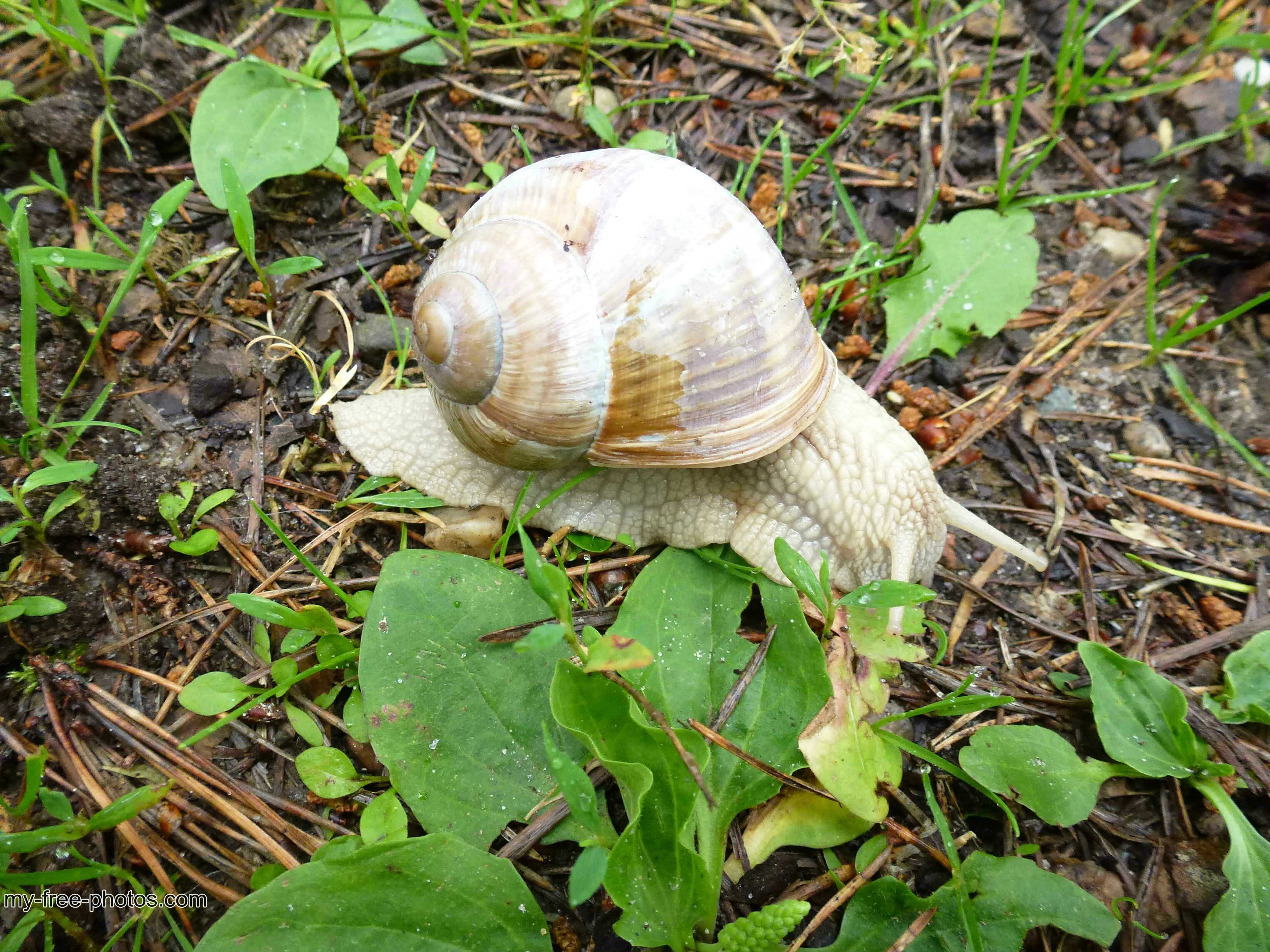 white snail