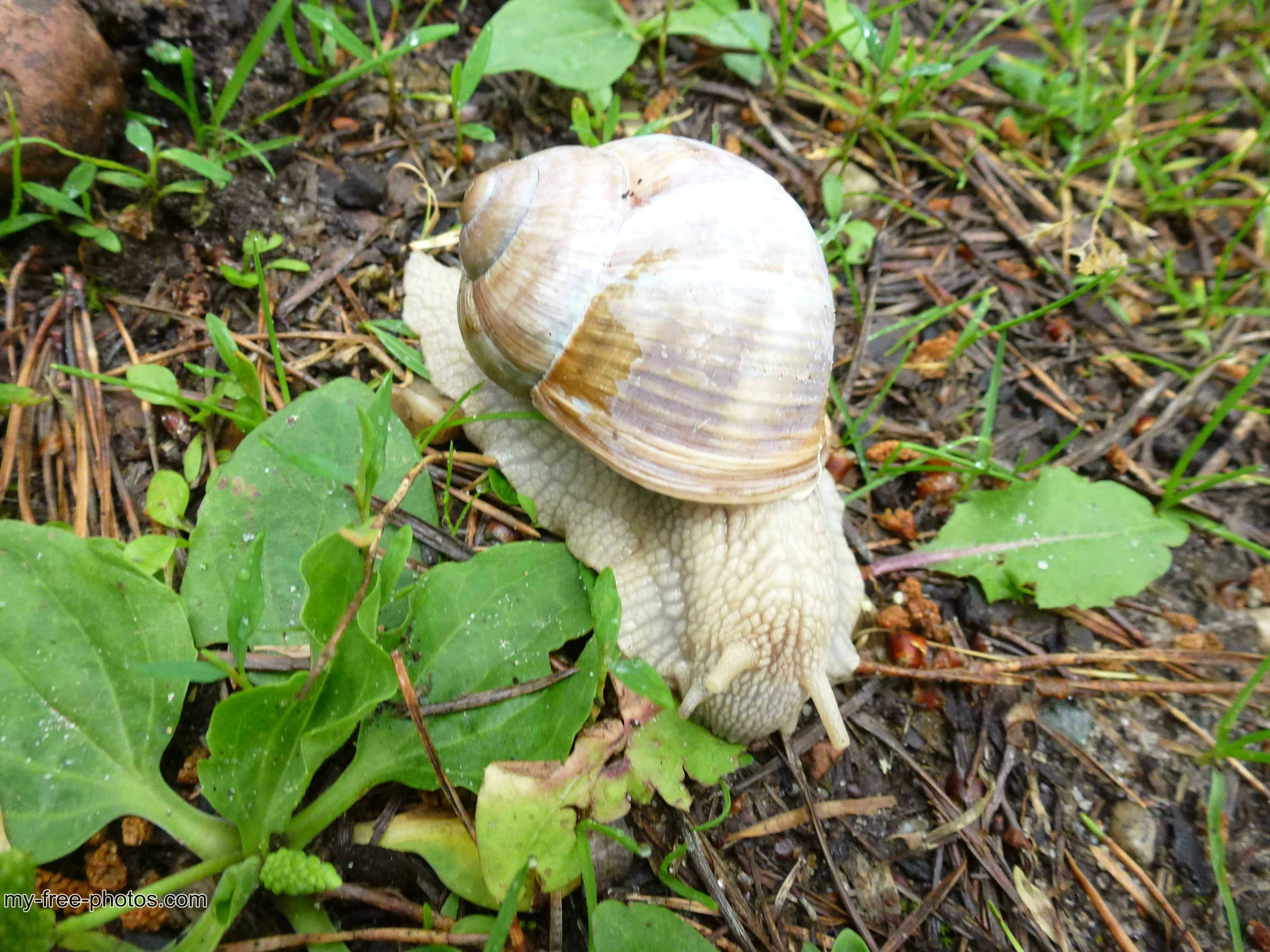 white snail