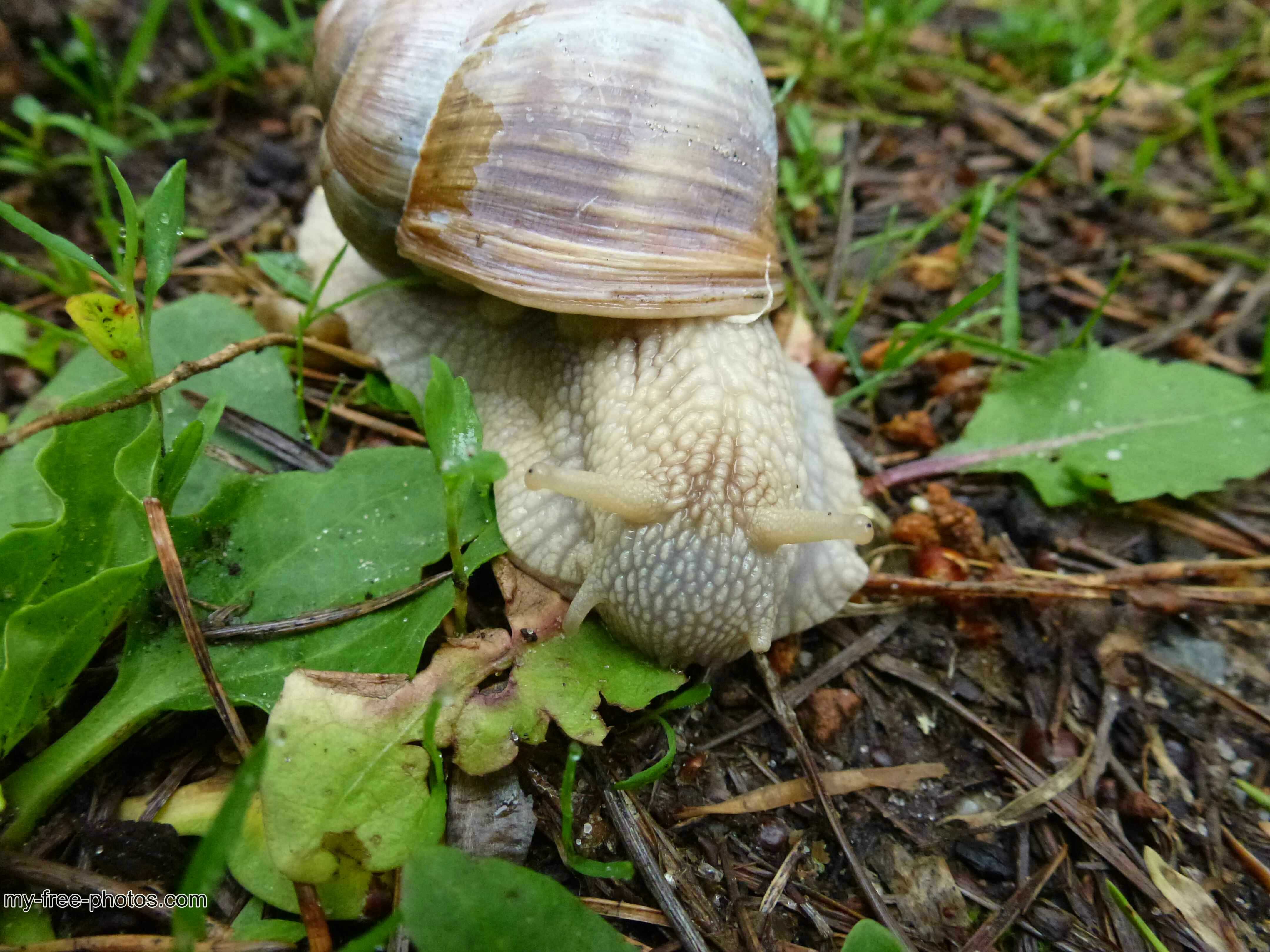 white snail