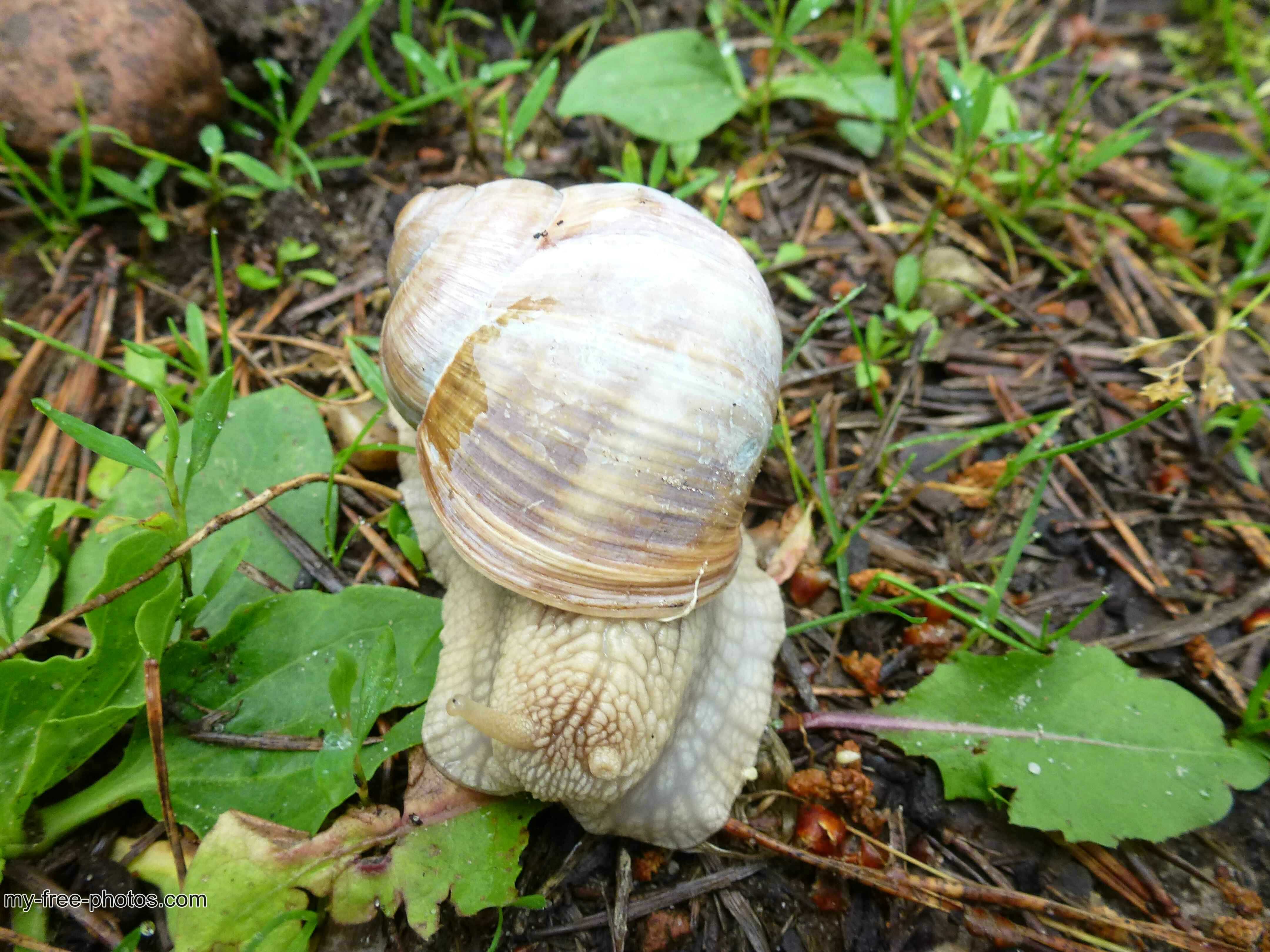 white snail