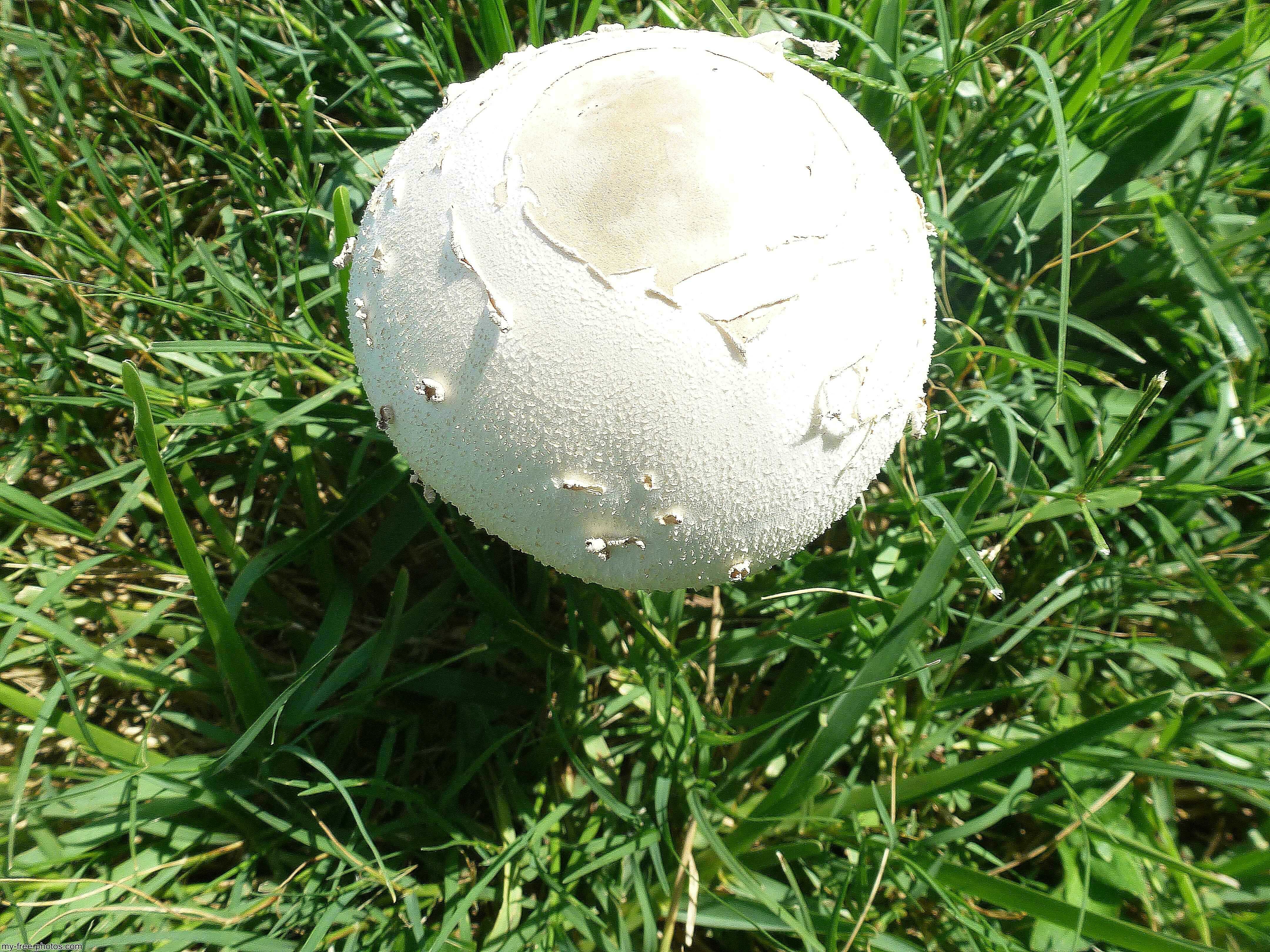Green Gill,mushroom