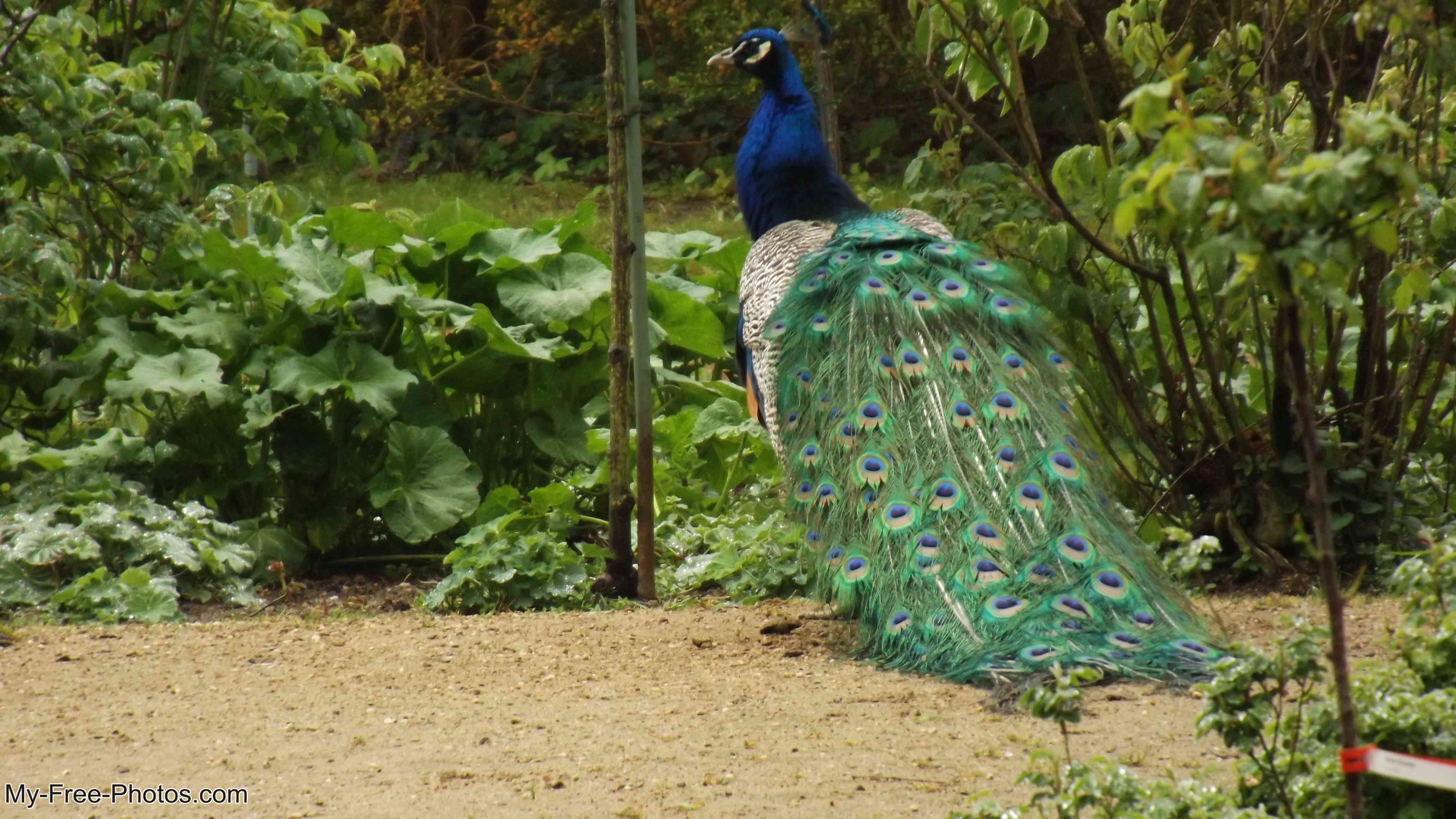 peacock island