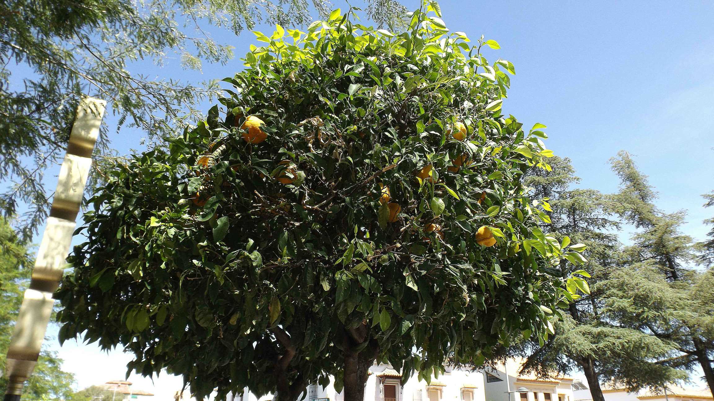 Orange tree, Ronda, Spain
