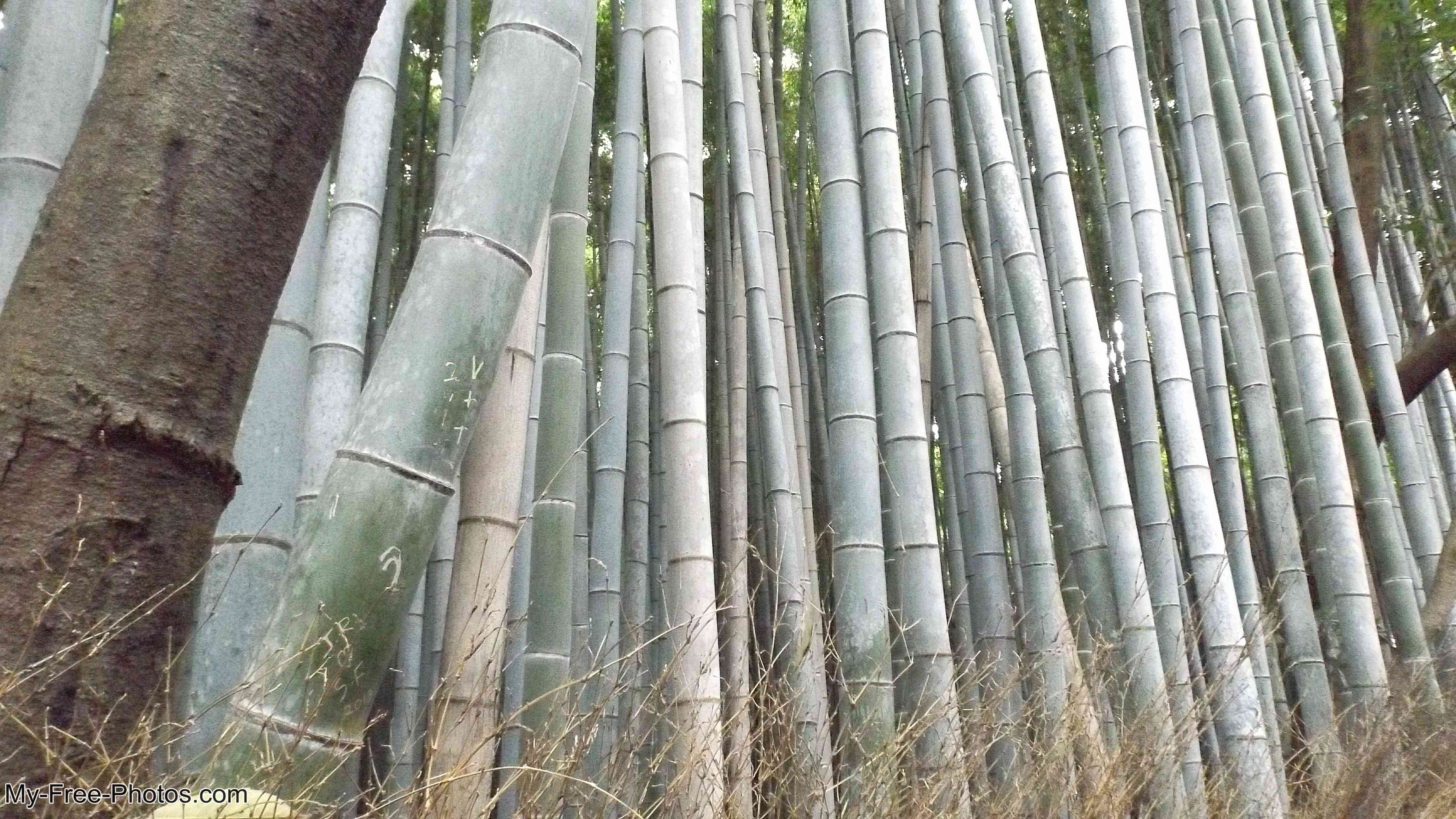 Bamboo Forest in Arashiyama