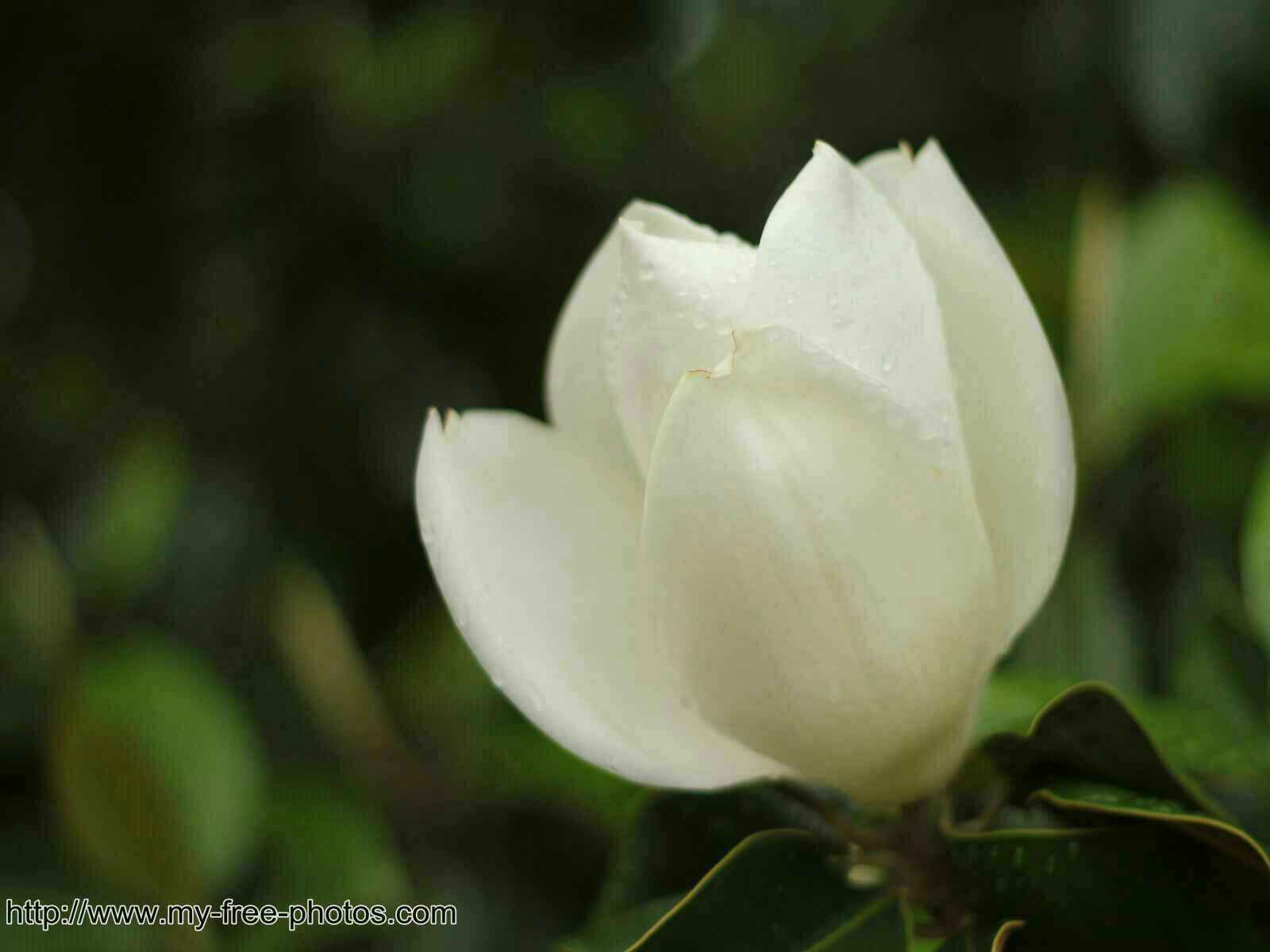 magnolia,white