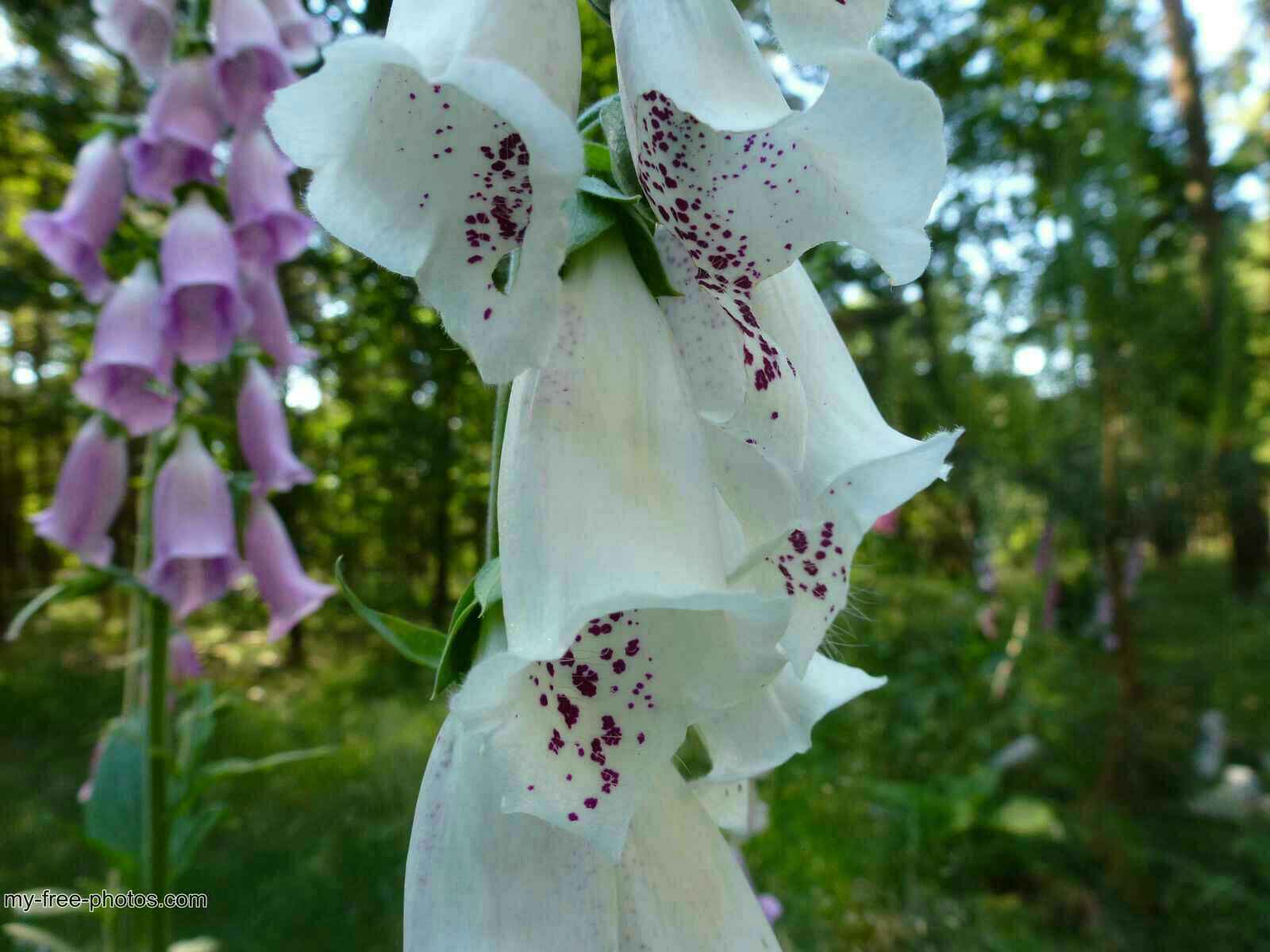 Digitalis Purpurea Alba.