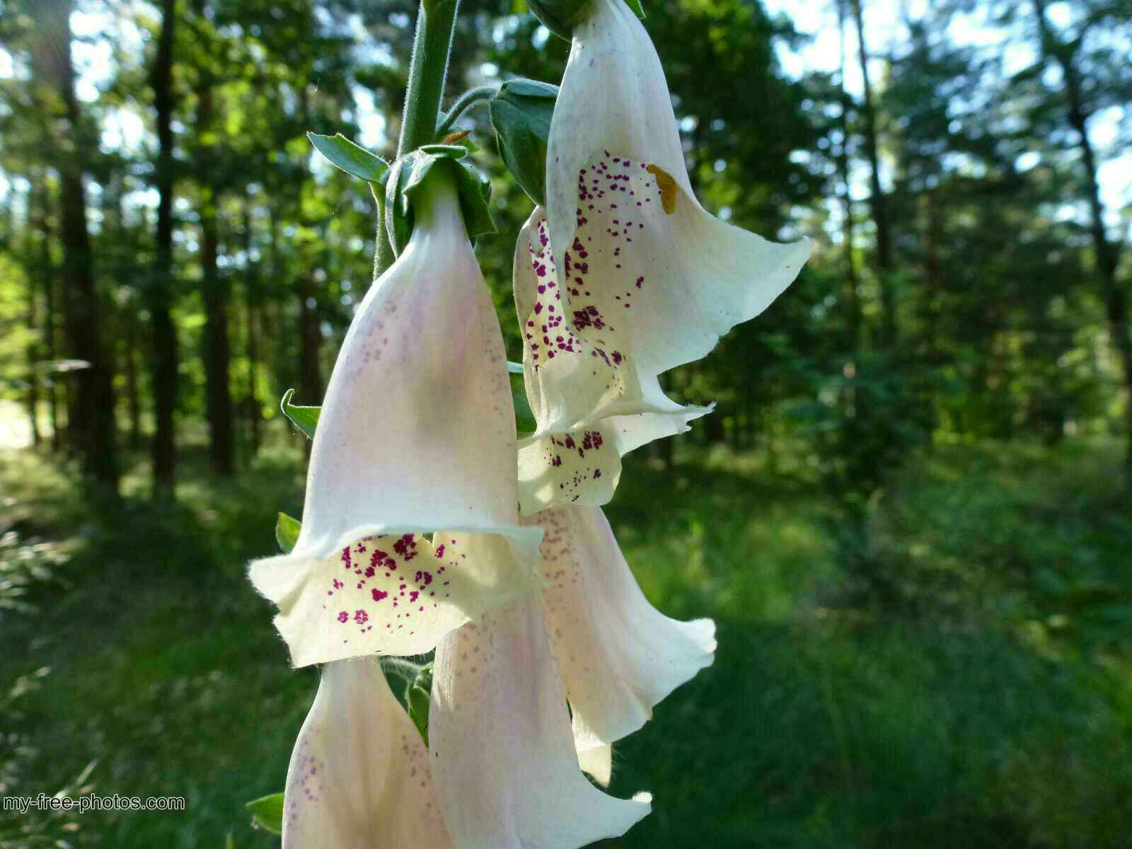 Digitalis Purpurea Alba.
