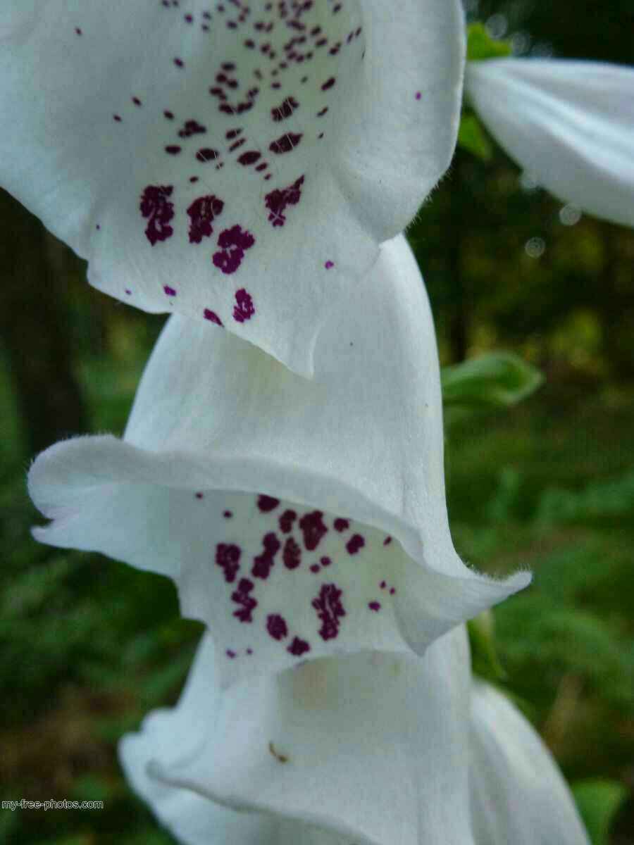 Digitalis Purpurea Alba.