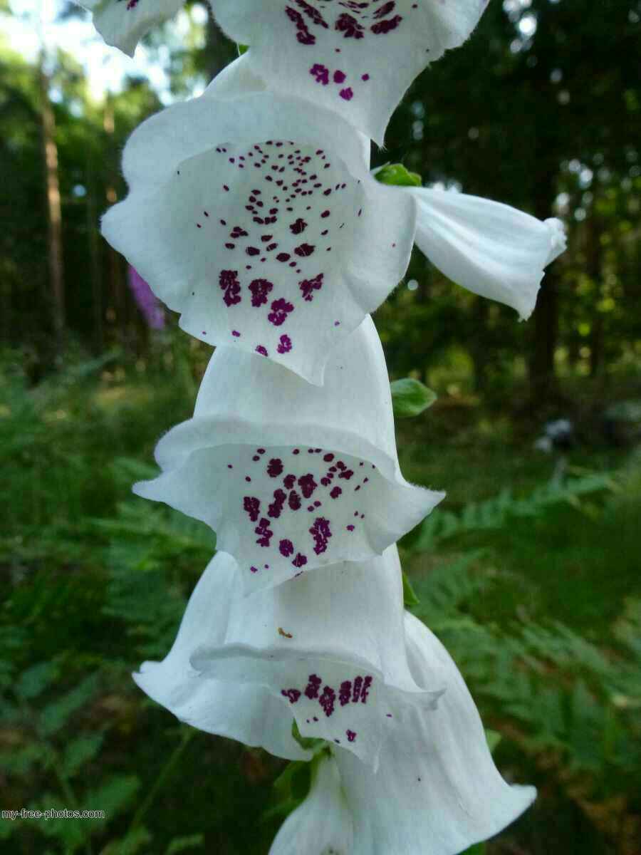 Digitalis