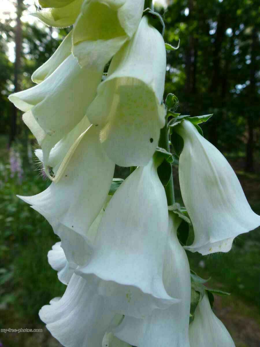 Digitalis 