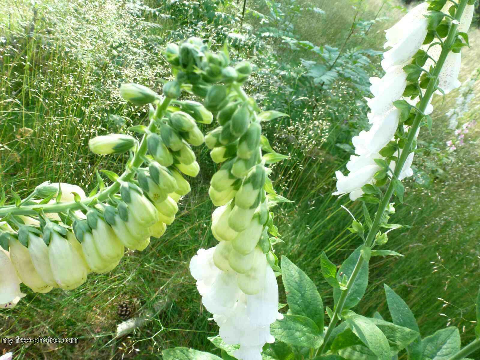 Digitalis 