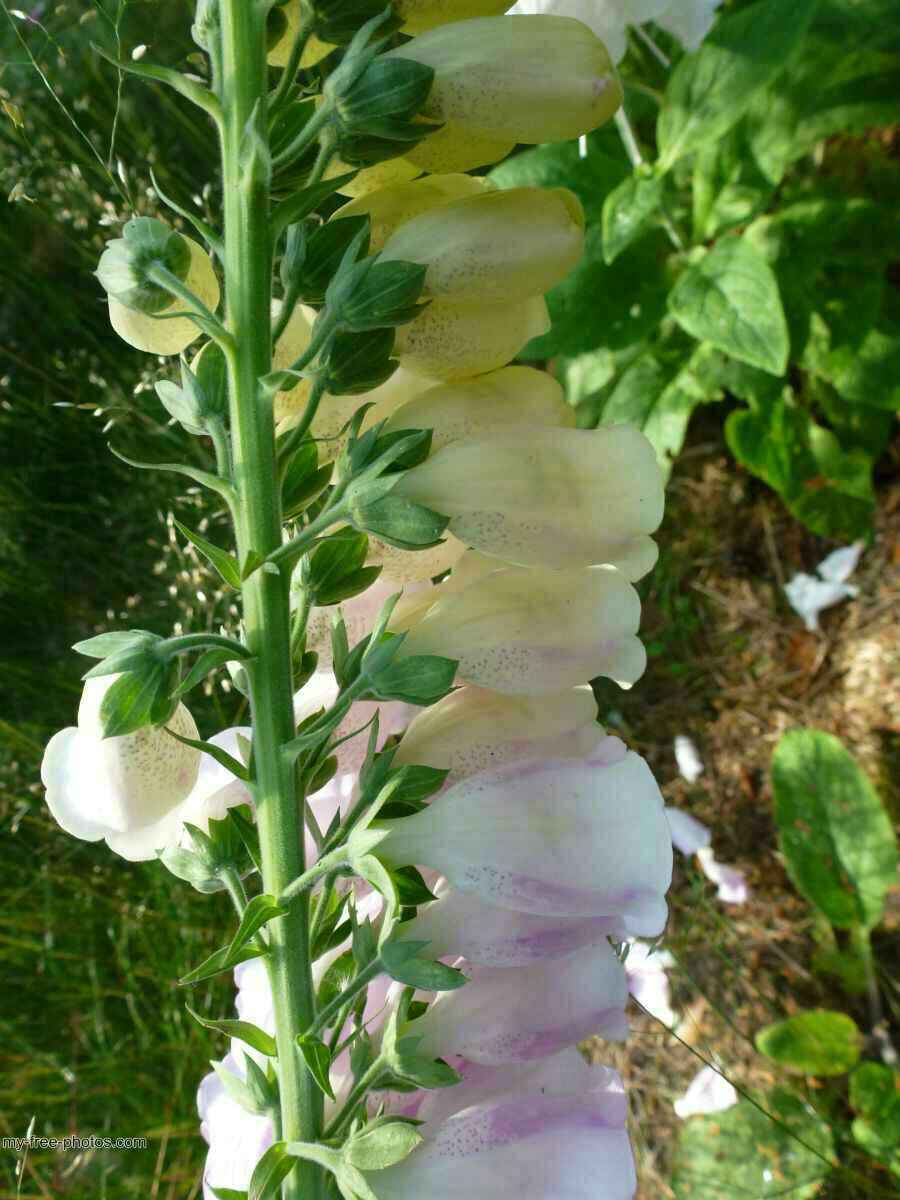 Digitalis 