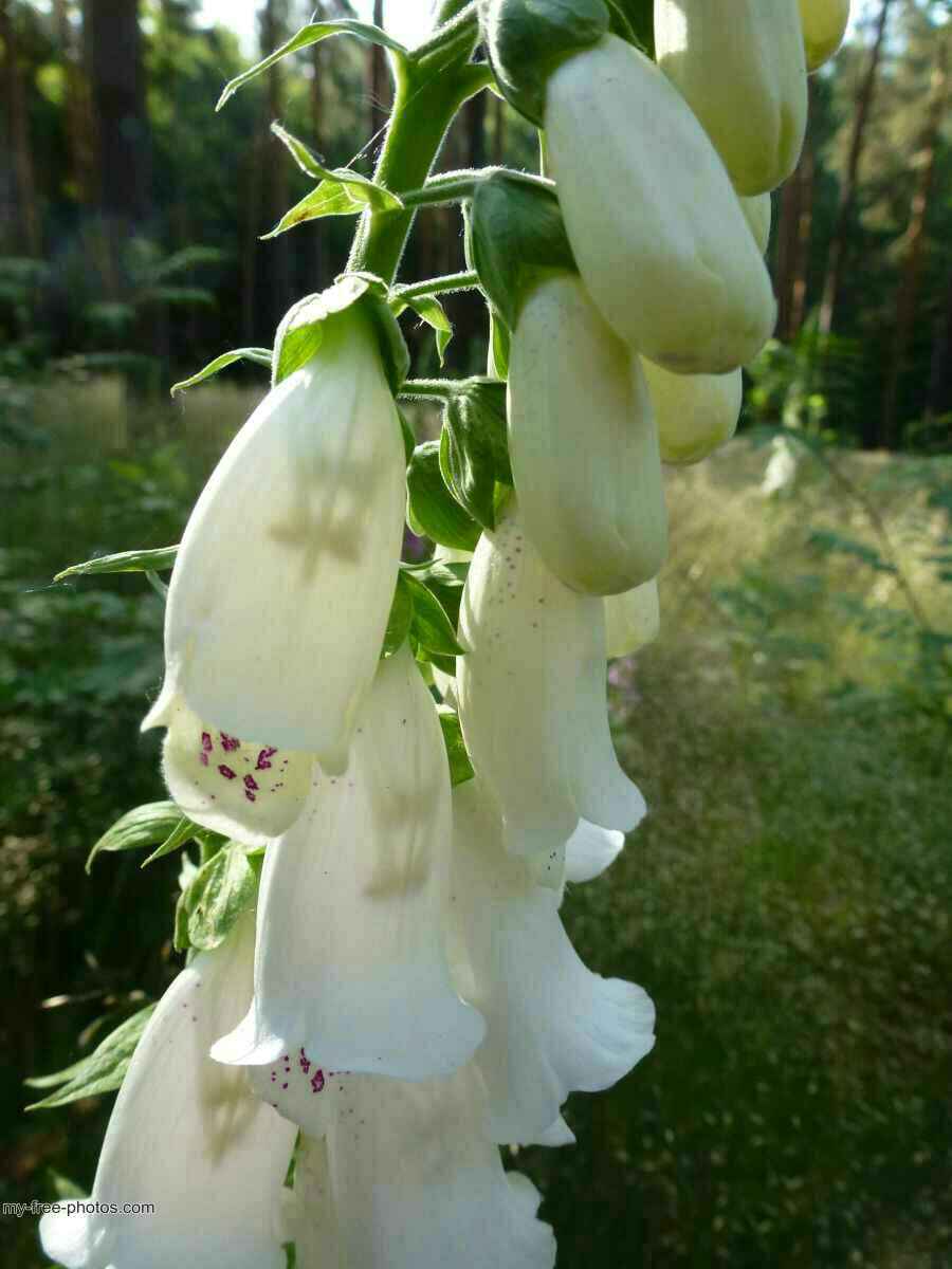 Digitalis 