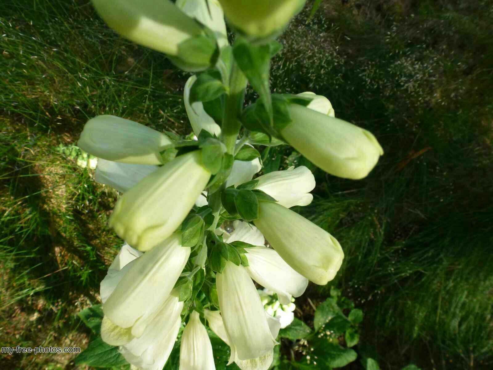 Digitalis 