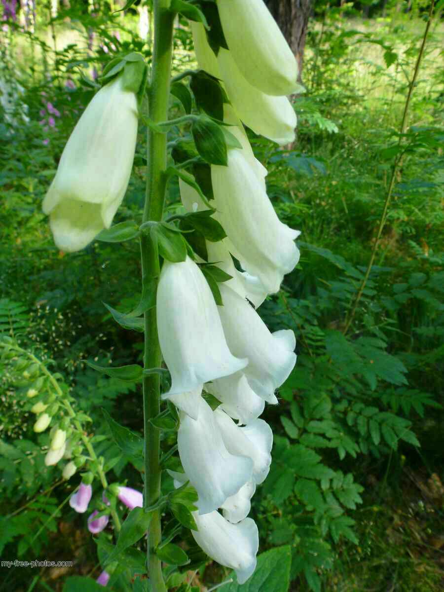 Digitalis 