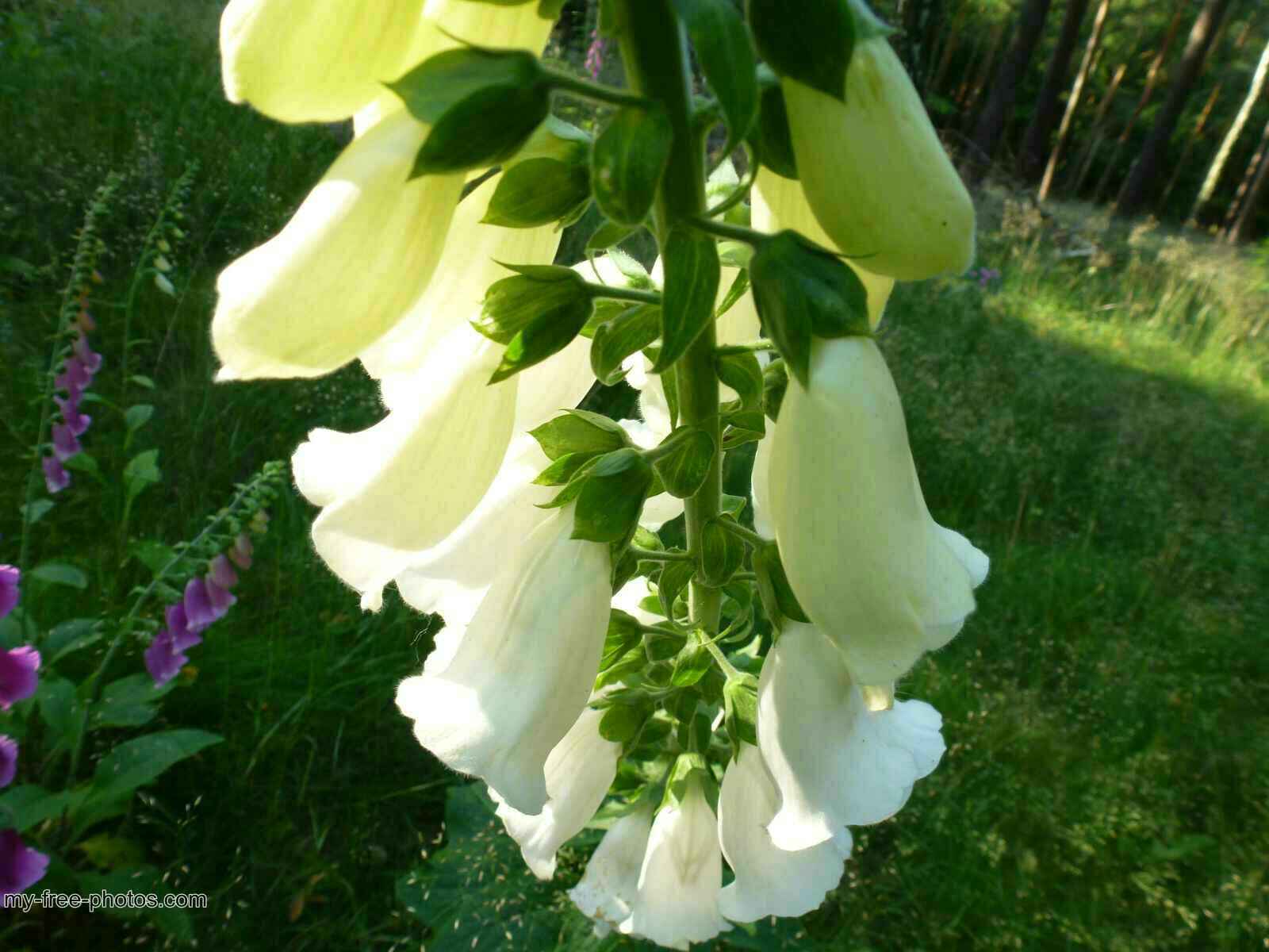 Digitalis 