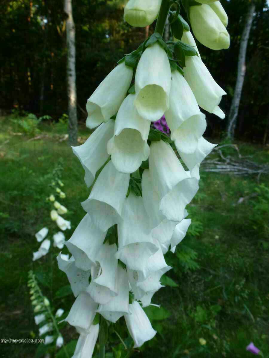 Digitalis 