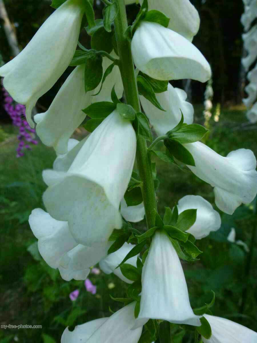 Digitalis 