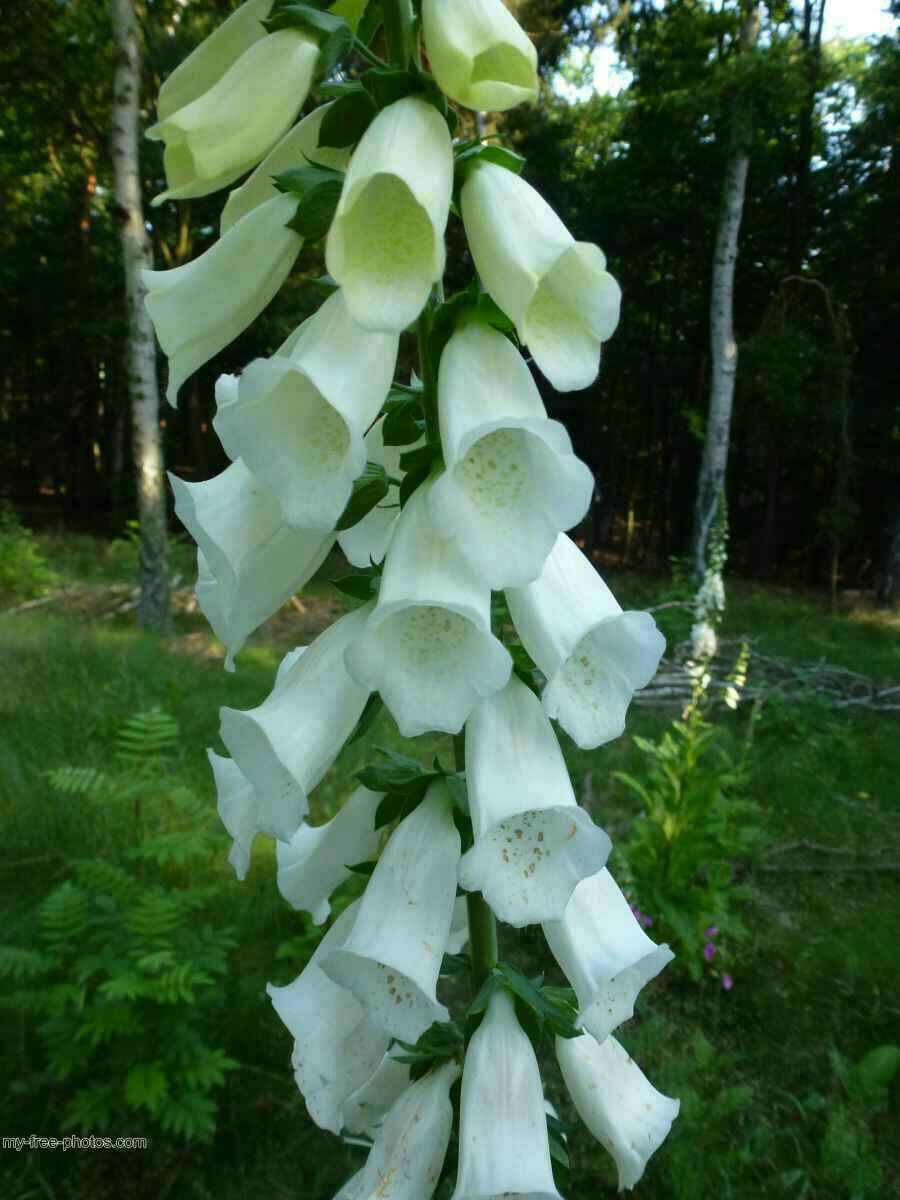 Digitalis 