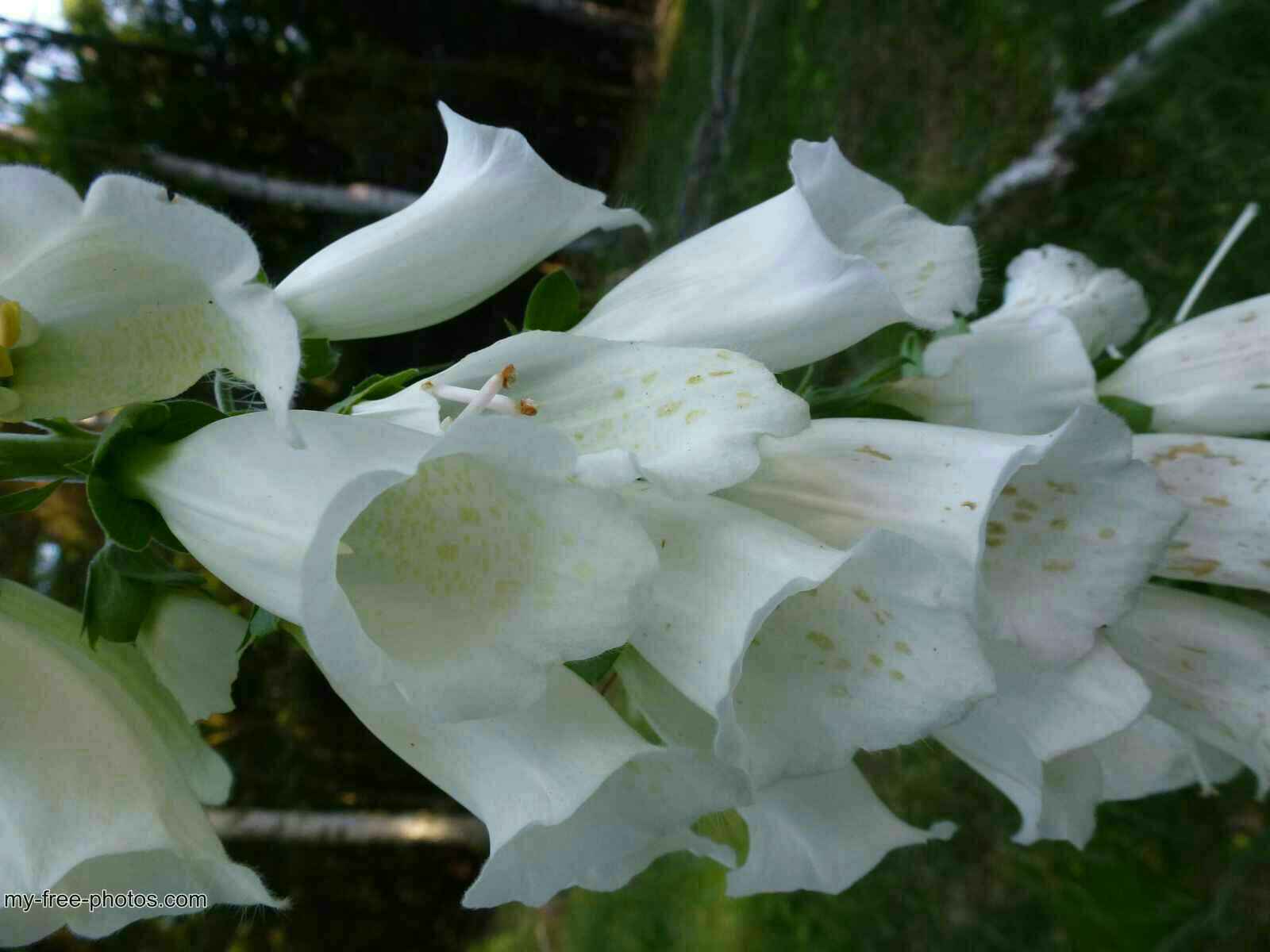 Digitalis 