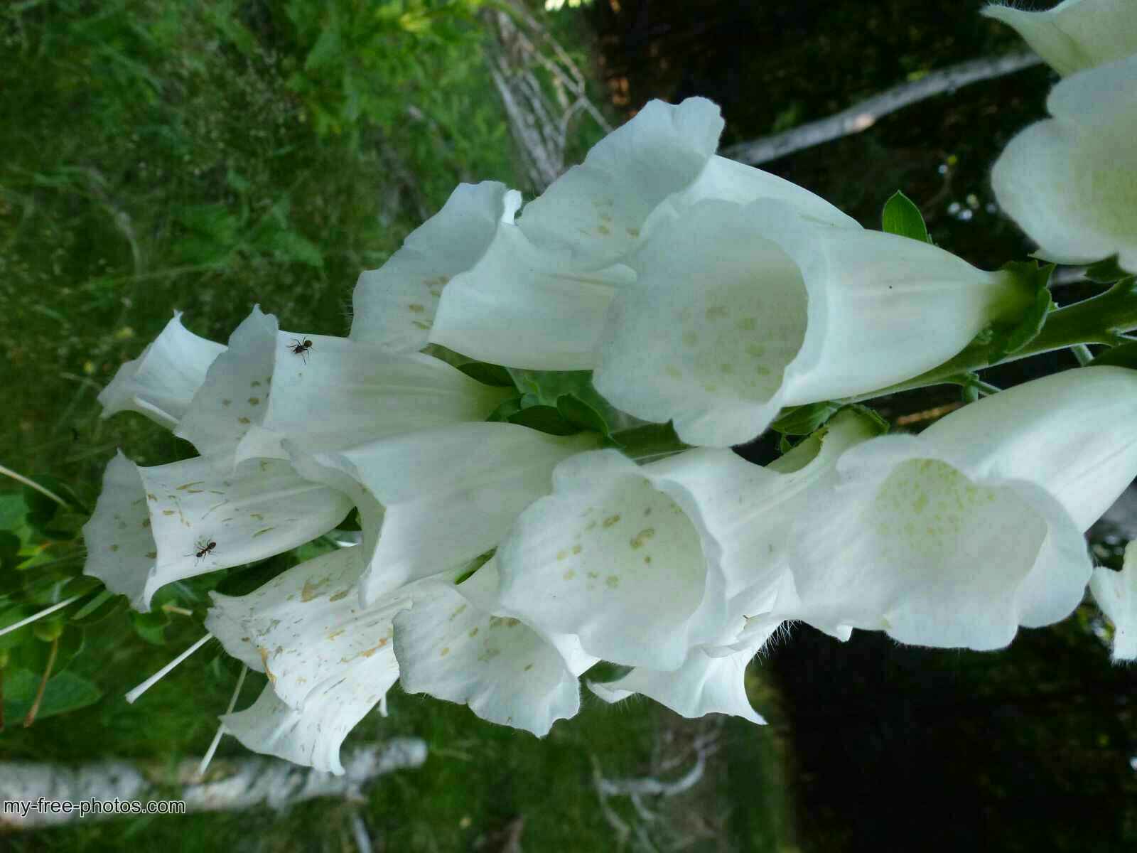 Digitalis 