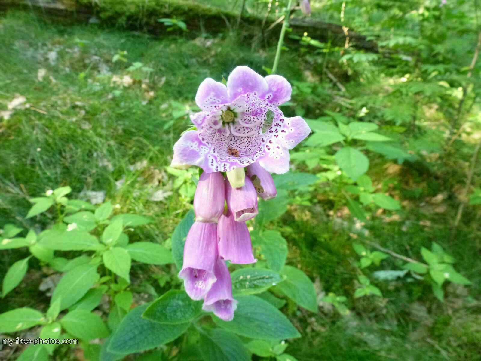Digitalis