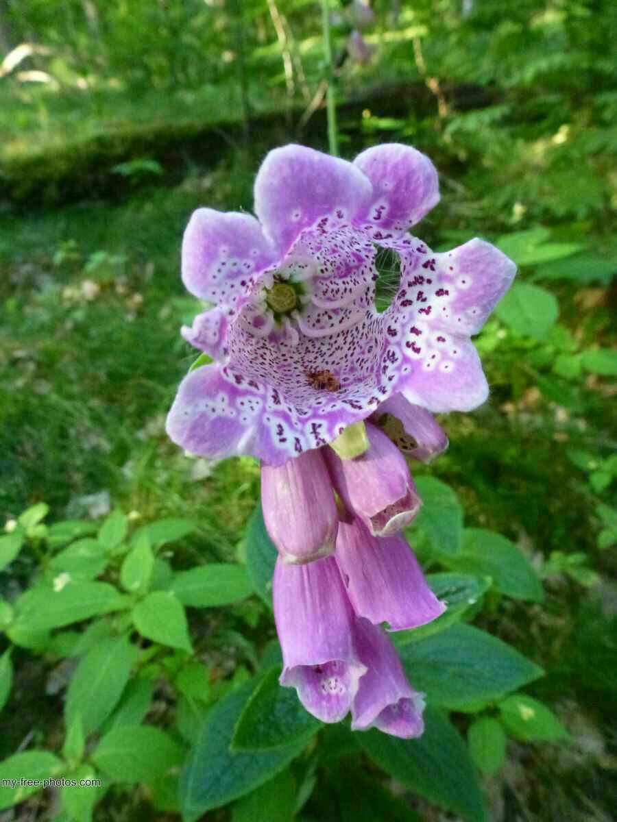 Digitalis