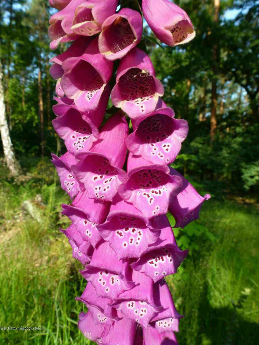 Digitalis