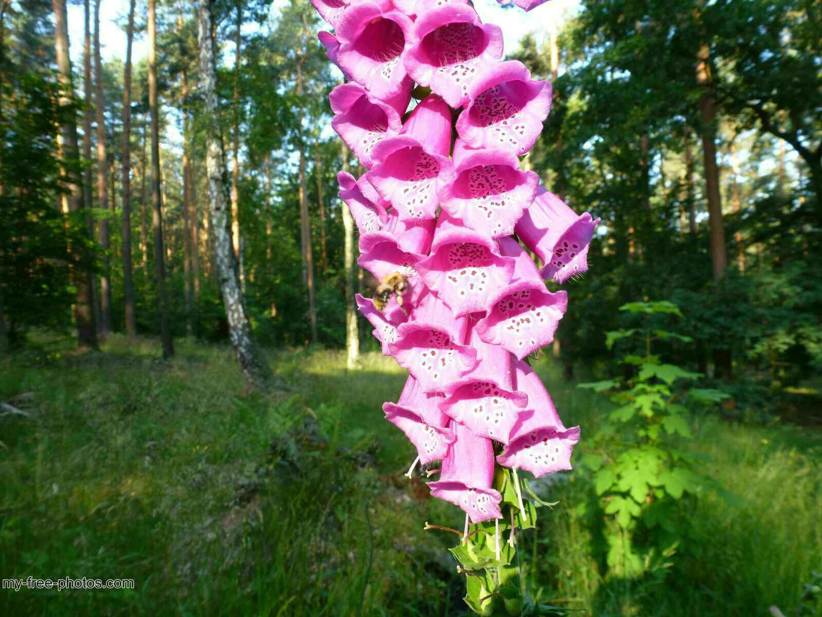 Digitalis