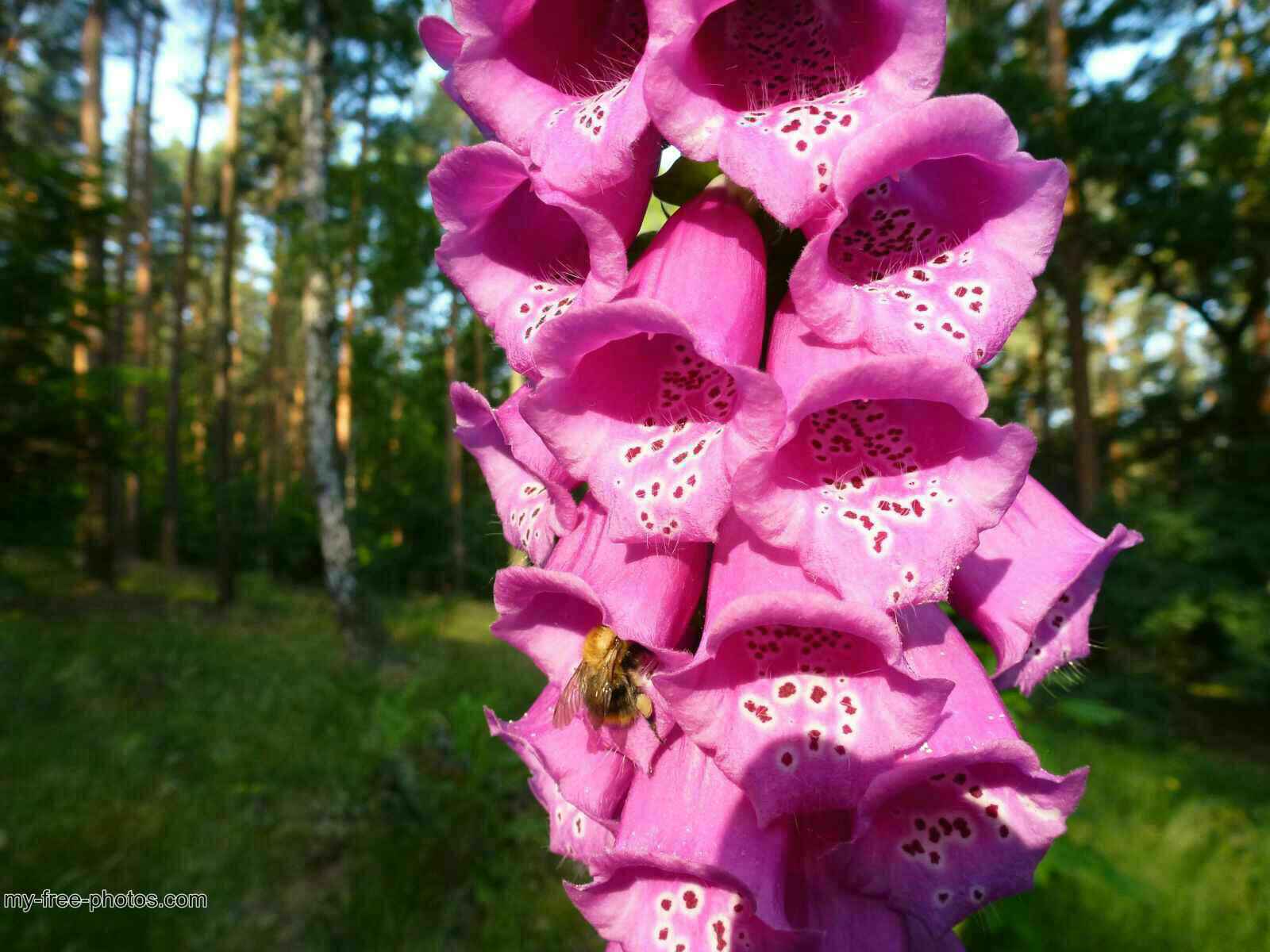 Digitalis