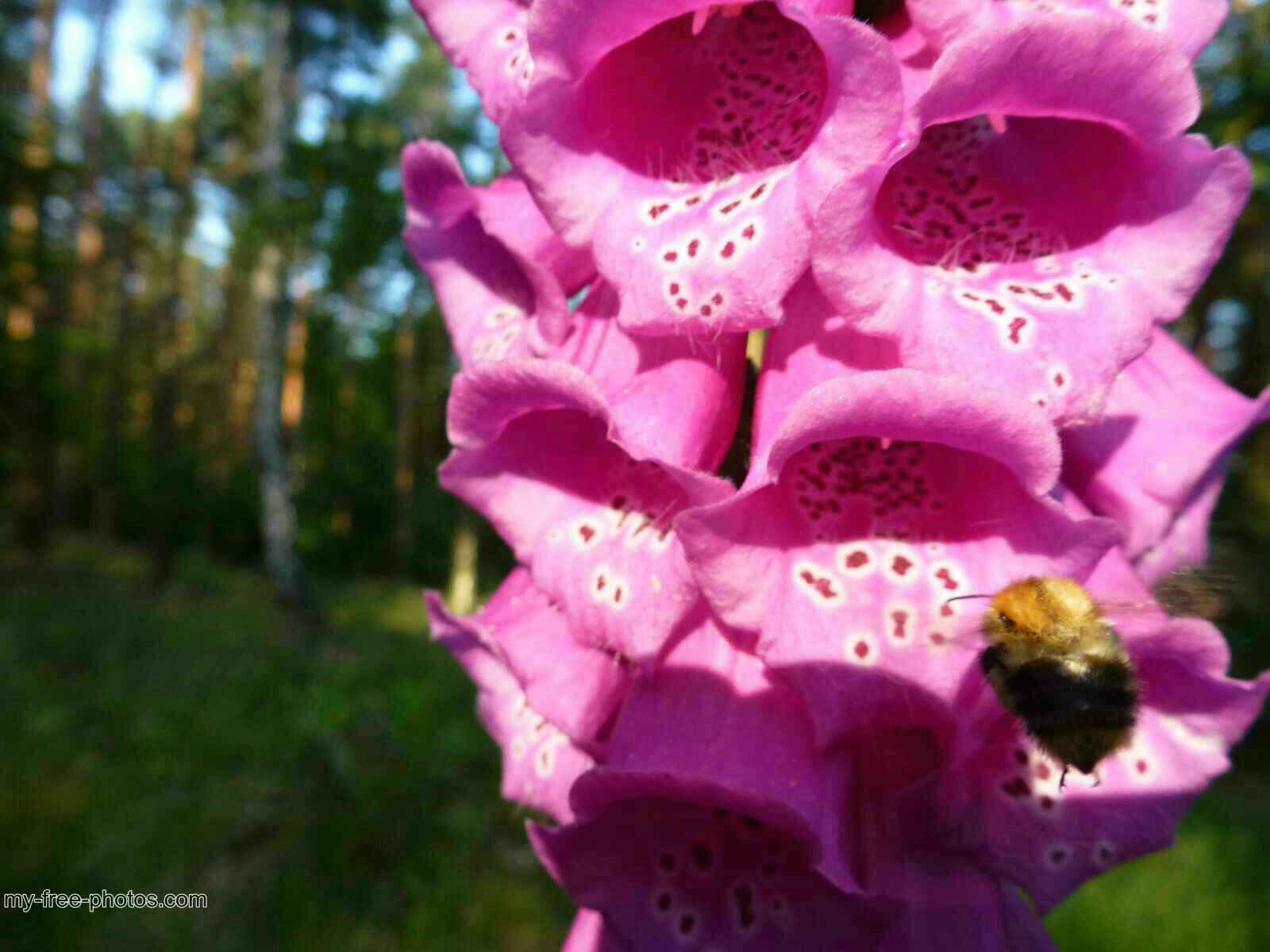 Digitalis