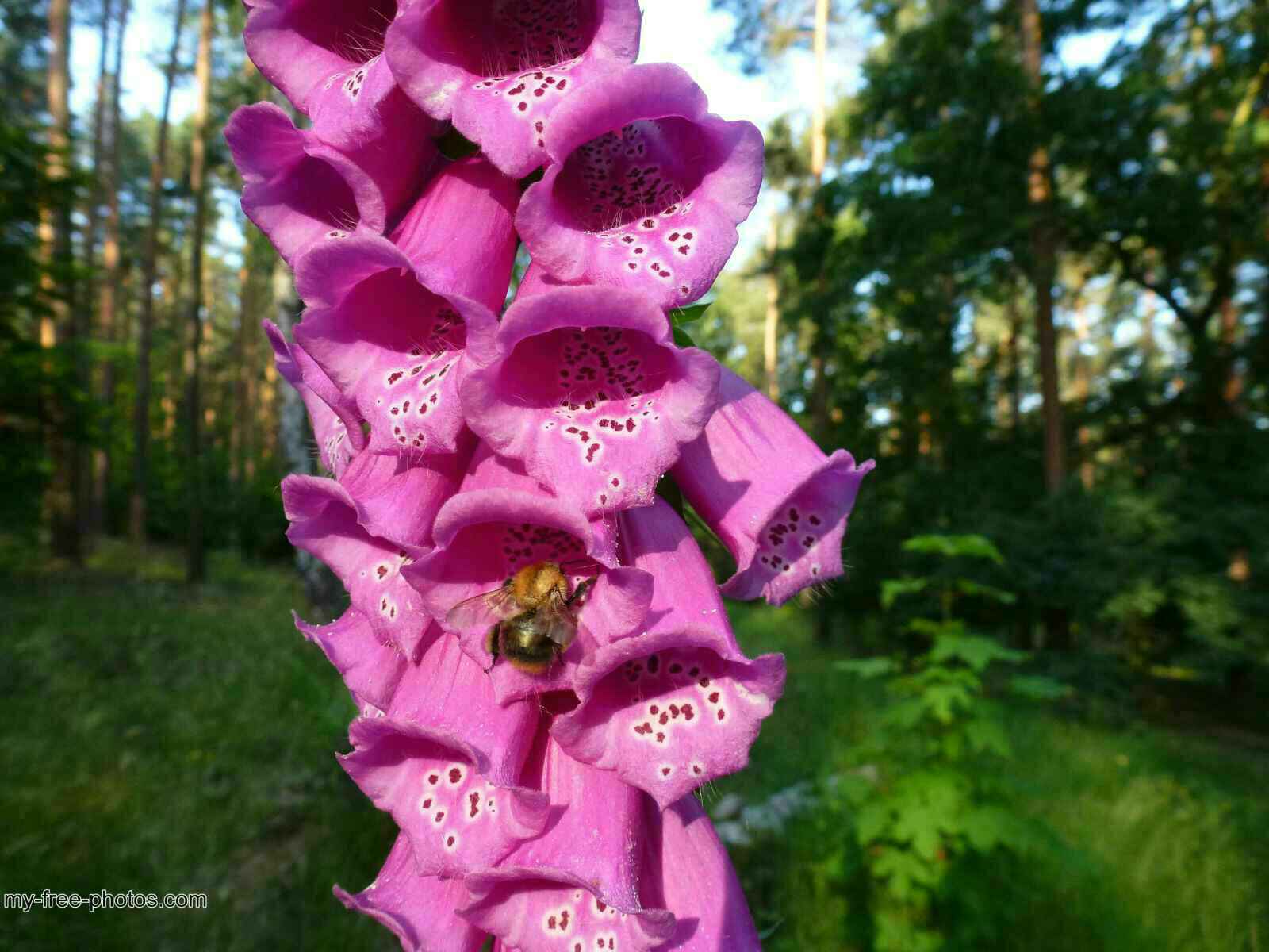 Digitalis