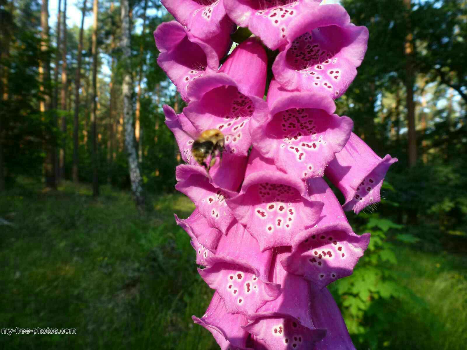Digitalis