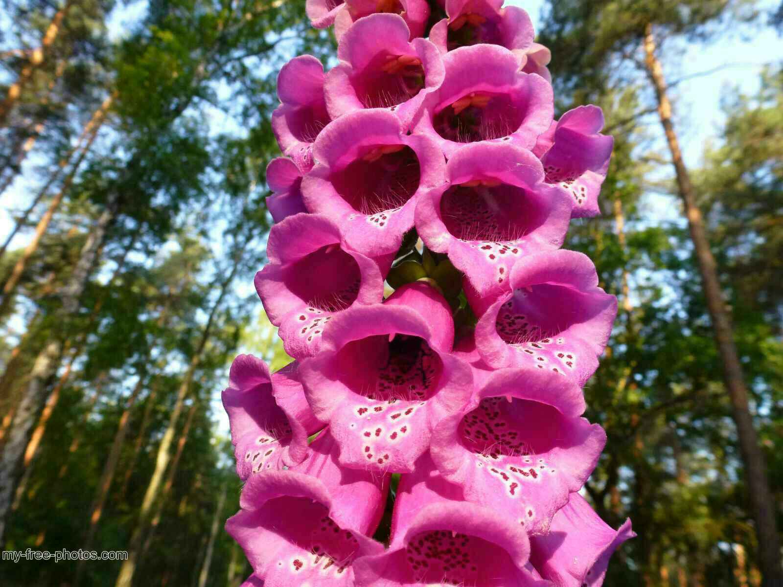 Digitalis