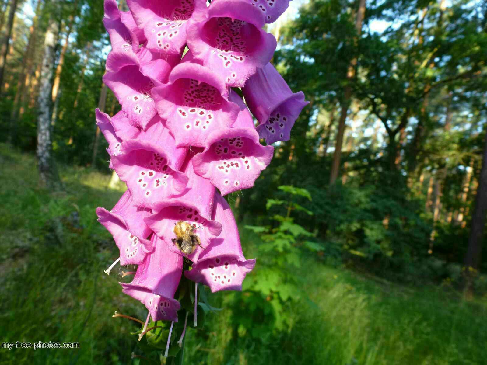 Digitalis