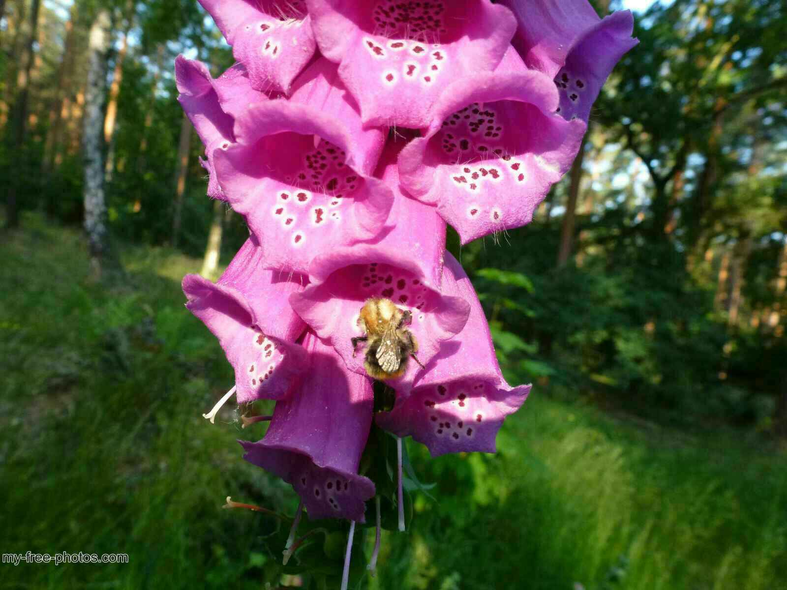 Digitalis